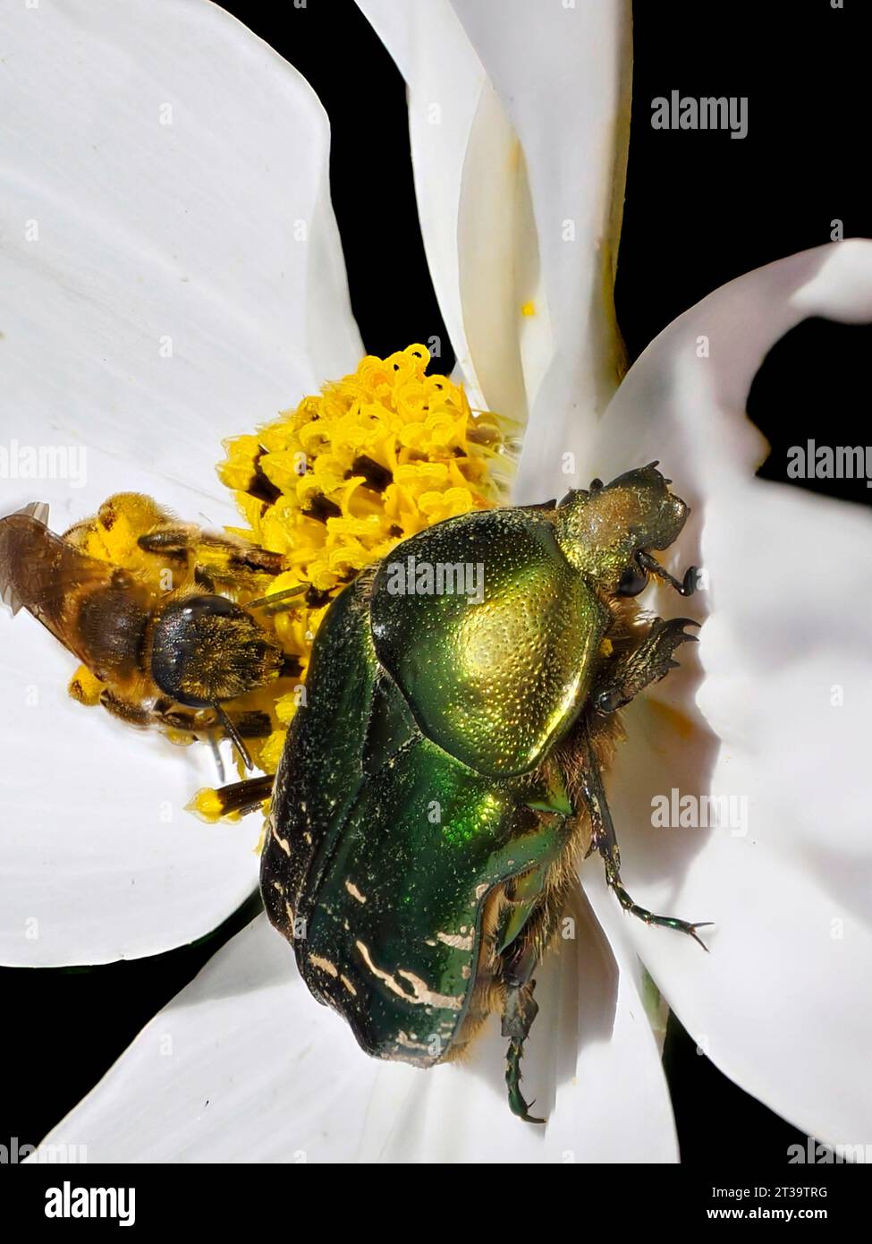 Cetonia aurata verde macro e api mellifere su fiore bipinnatus cosmo bianco Foto Stock
