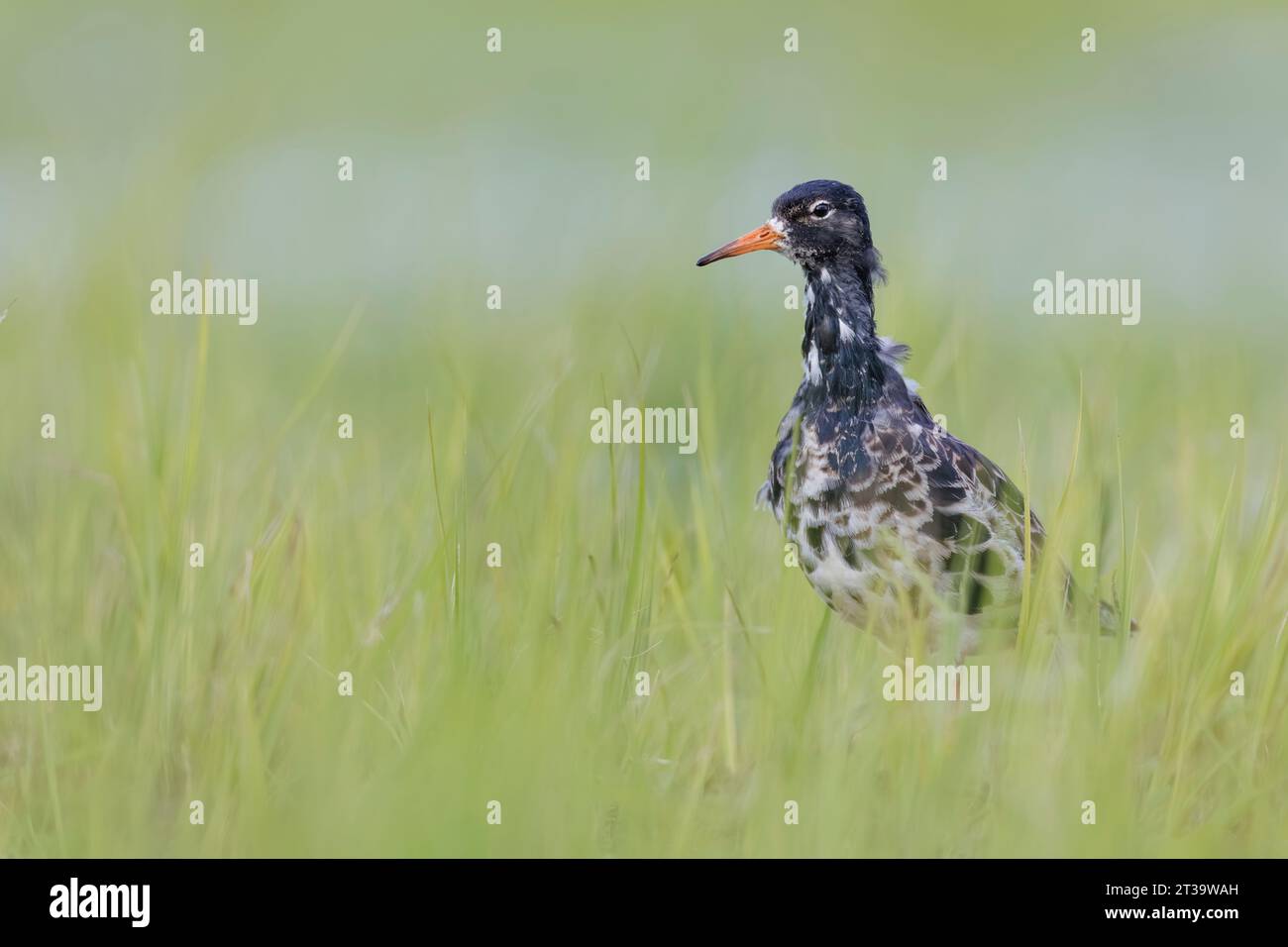 Maschio Ruff, Calidris pugnax, in un prato bagnato Foto Stock