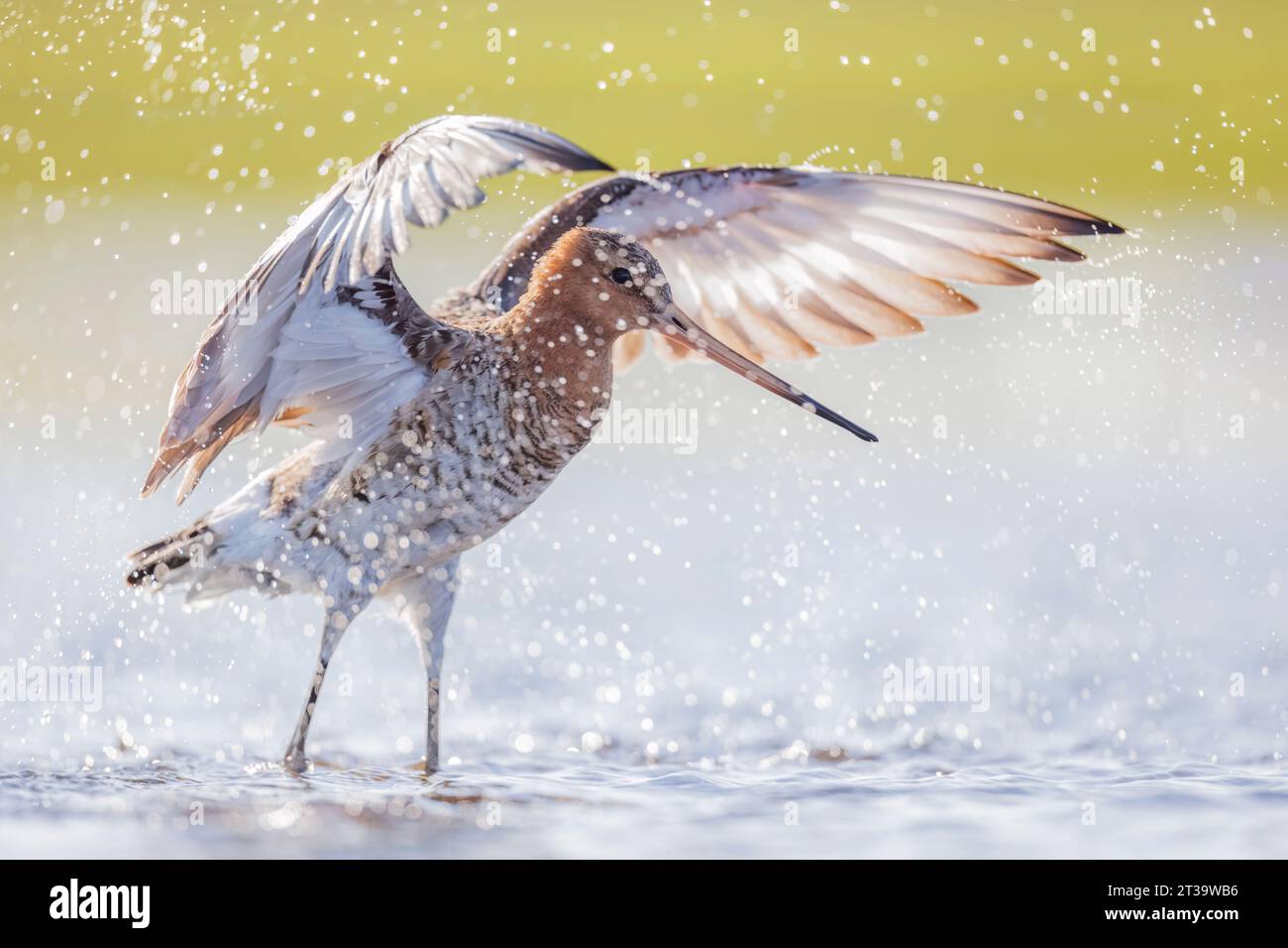 Bagno di Godwit dalla coda nera (Limosa limosa) Foto Stock