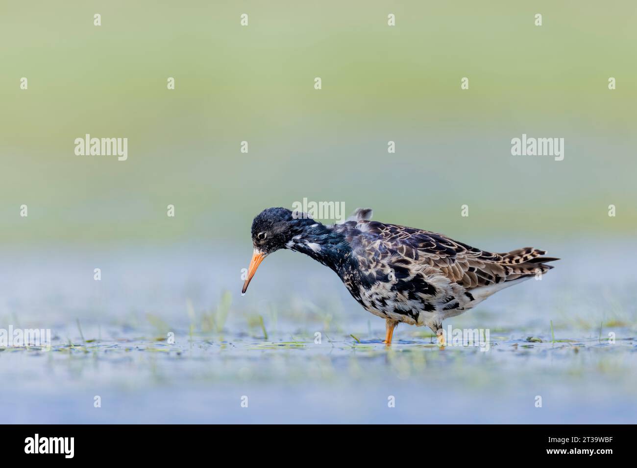 Ruff, Calidris pugnax, caccia in acque poco profonde Foto Stock