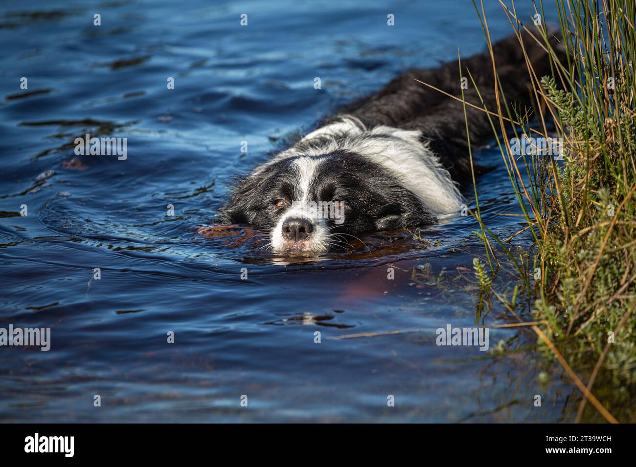 Un confine bianco e nero Collie scivola attraverso le rinfrescanti acque di un lago, incarnando l'eleganza e l'abilità acquatica in una cattura ravvicinata Foto Stock