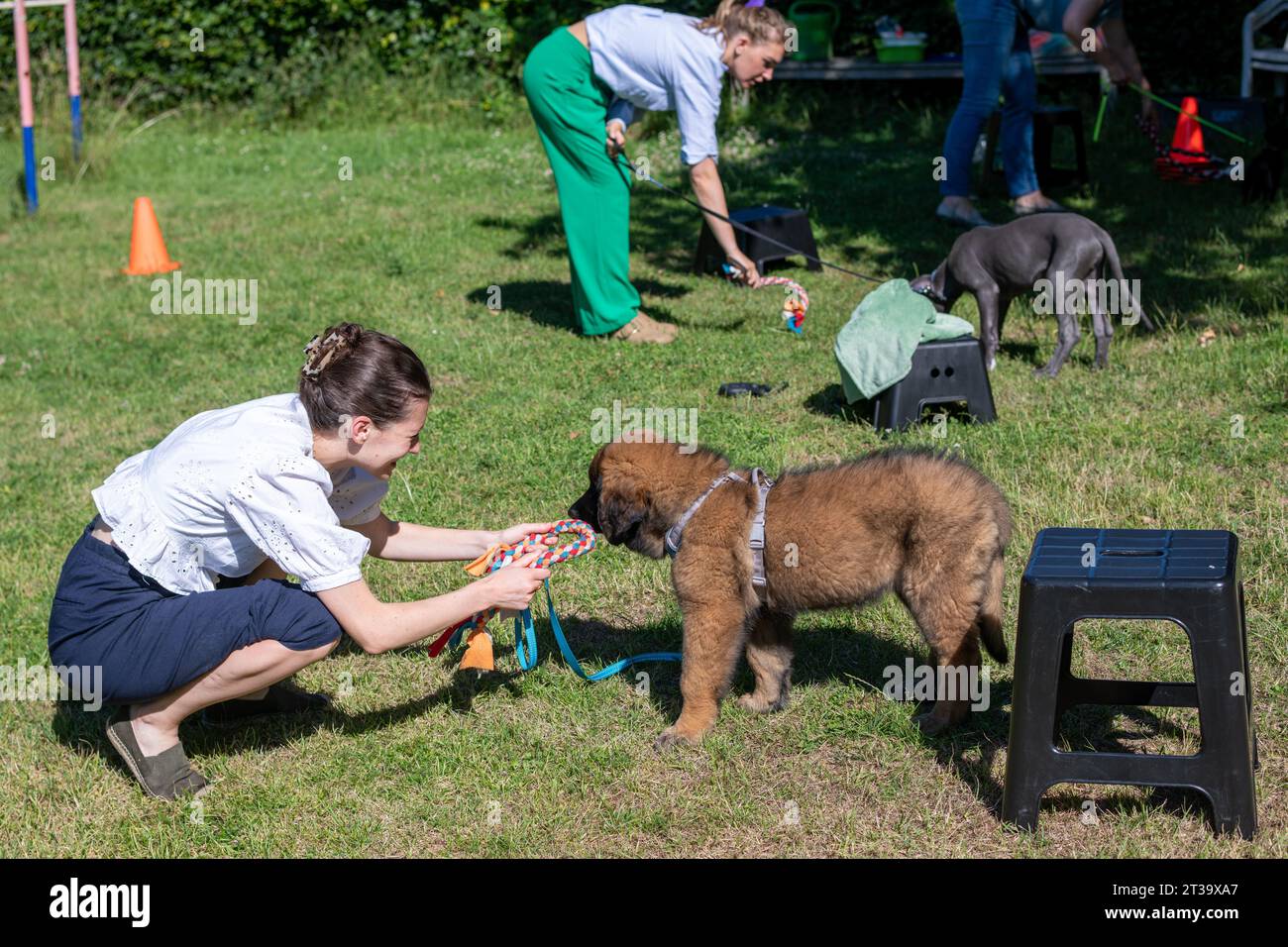 Phoebe, Leonberger Foto Stock