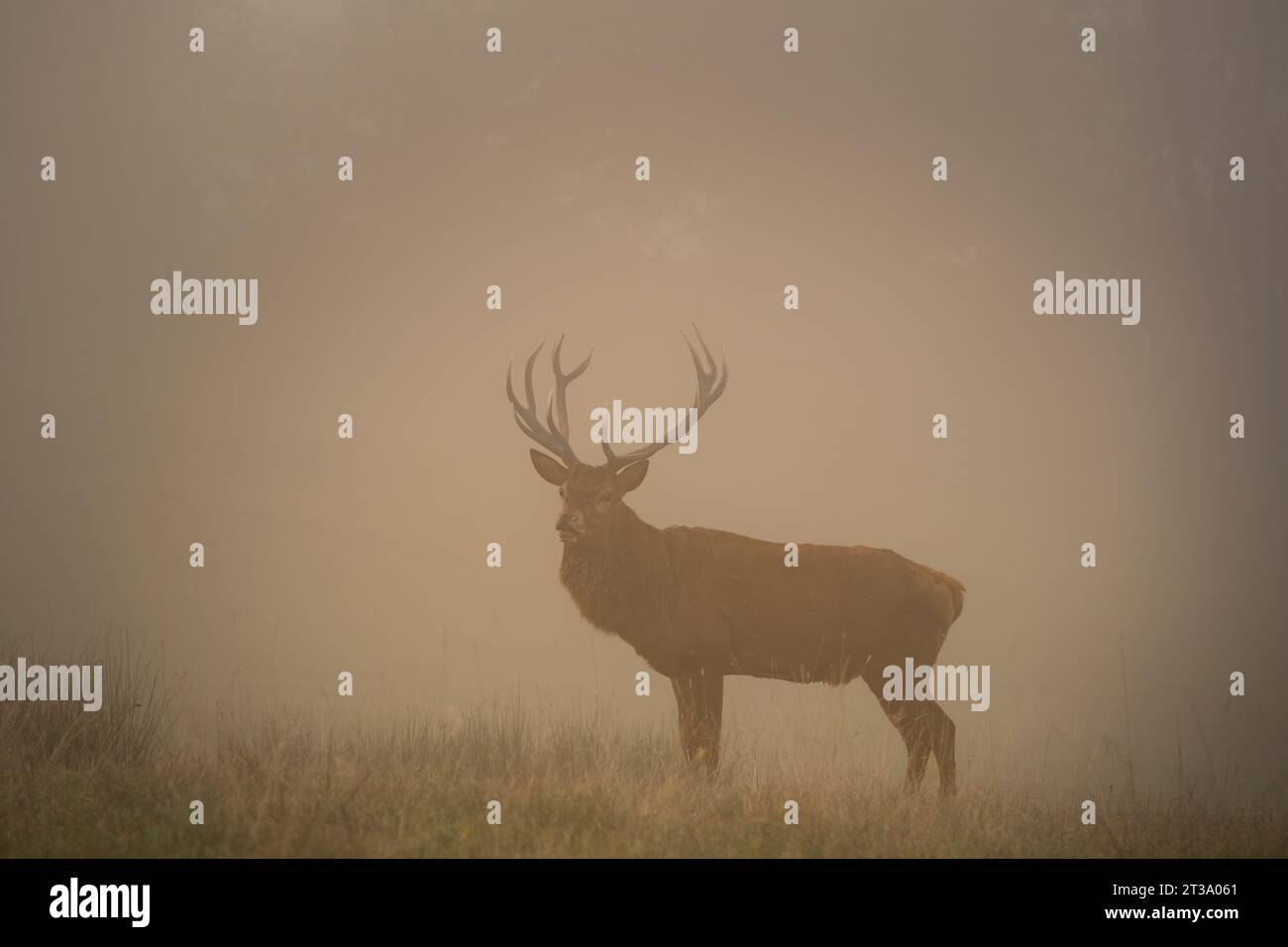 Un cervo rosso maschio (Cervus elaphus) con grosse corna in una nebbiosa giornata autunnale. Foto Stock