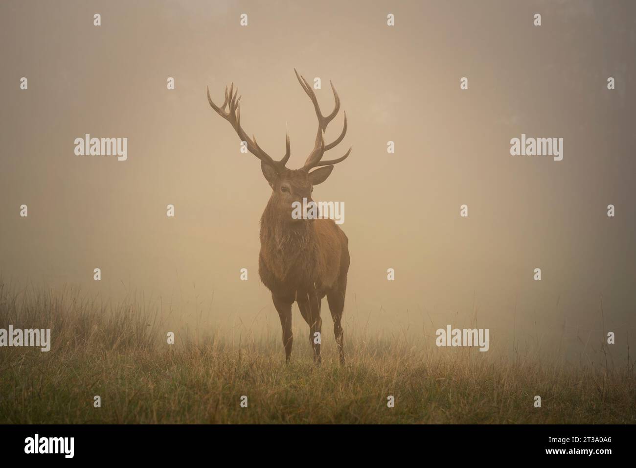 Un cervo rosso maschio (Cervus elaphus) con grosse corna in una nebbiosa giornata autunnale. Foto Stock