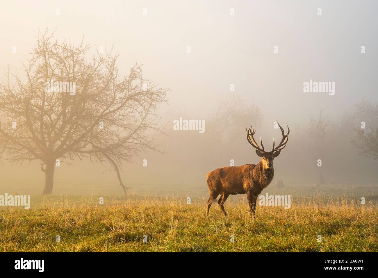 Un cervo rosso maschio (Cervus elaphus) con grosse corna in una nebbiosa giornata autunnale. Il sole splende attraverso la nebbia. Foto Stock