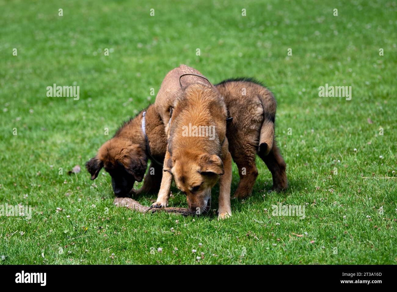 Phoebe, Leonberger Foto Stock