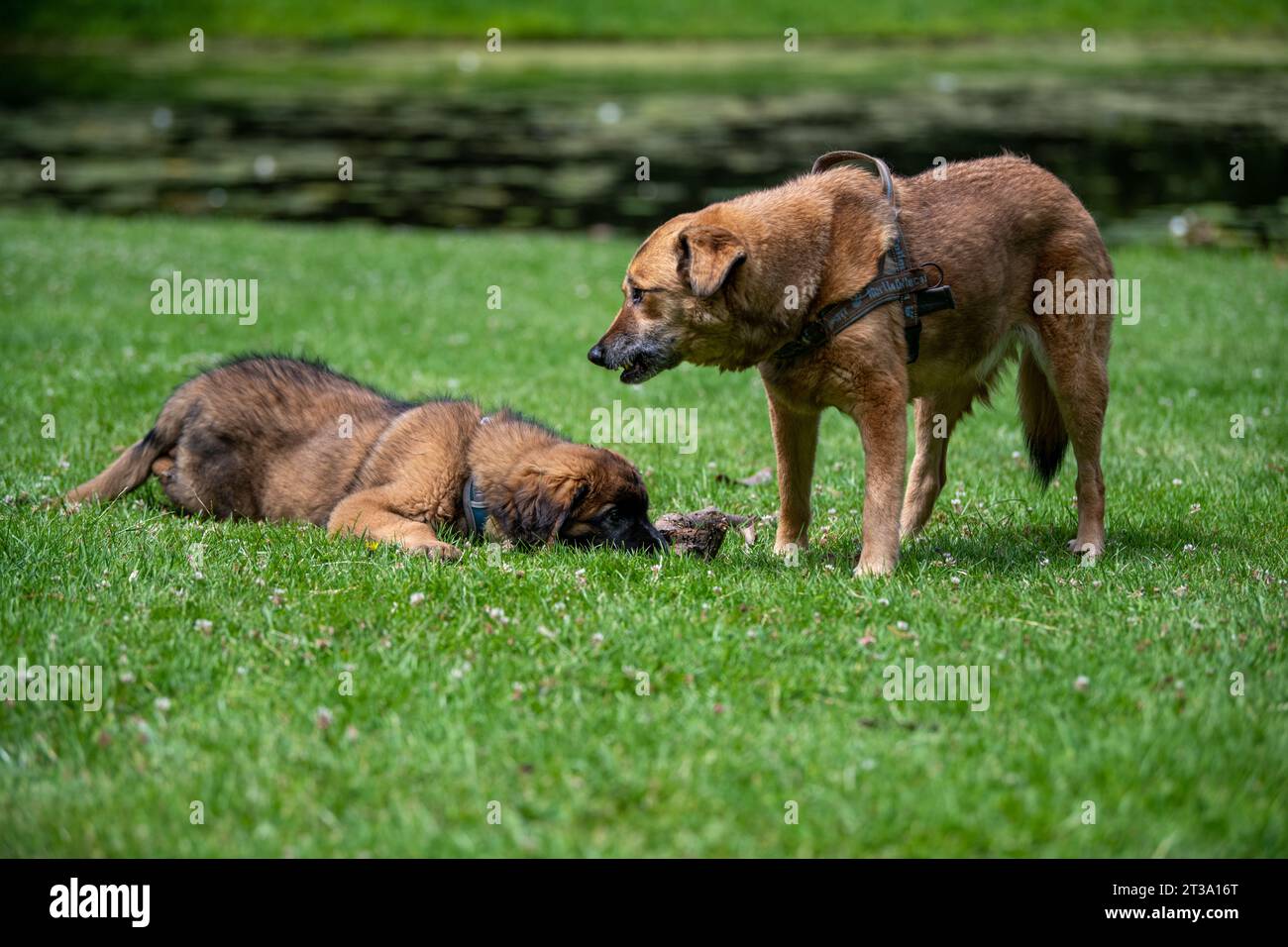 Phoebe, Leonberger Foto Stock