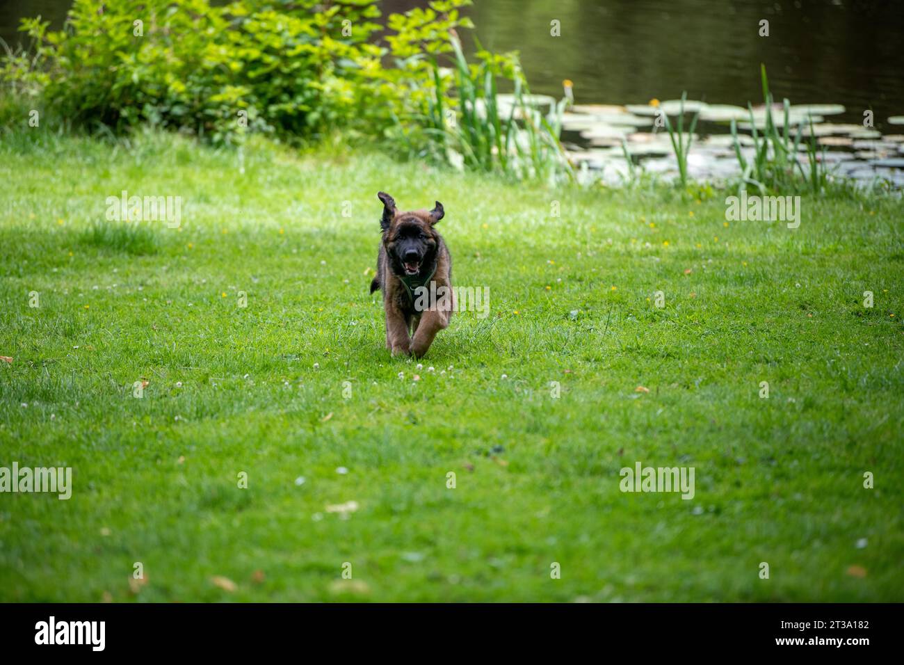 Phoebe, Leonberger Foto Stock