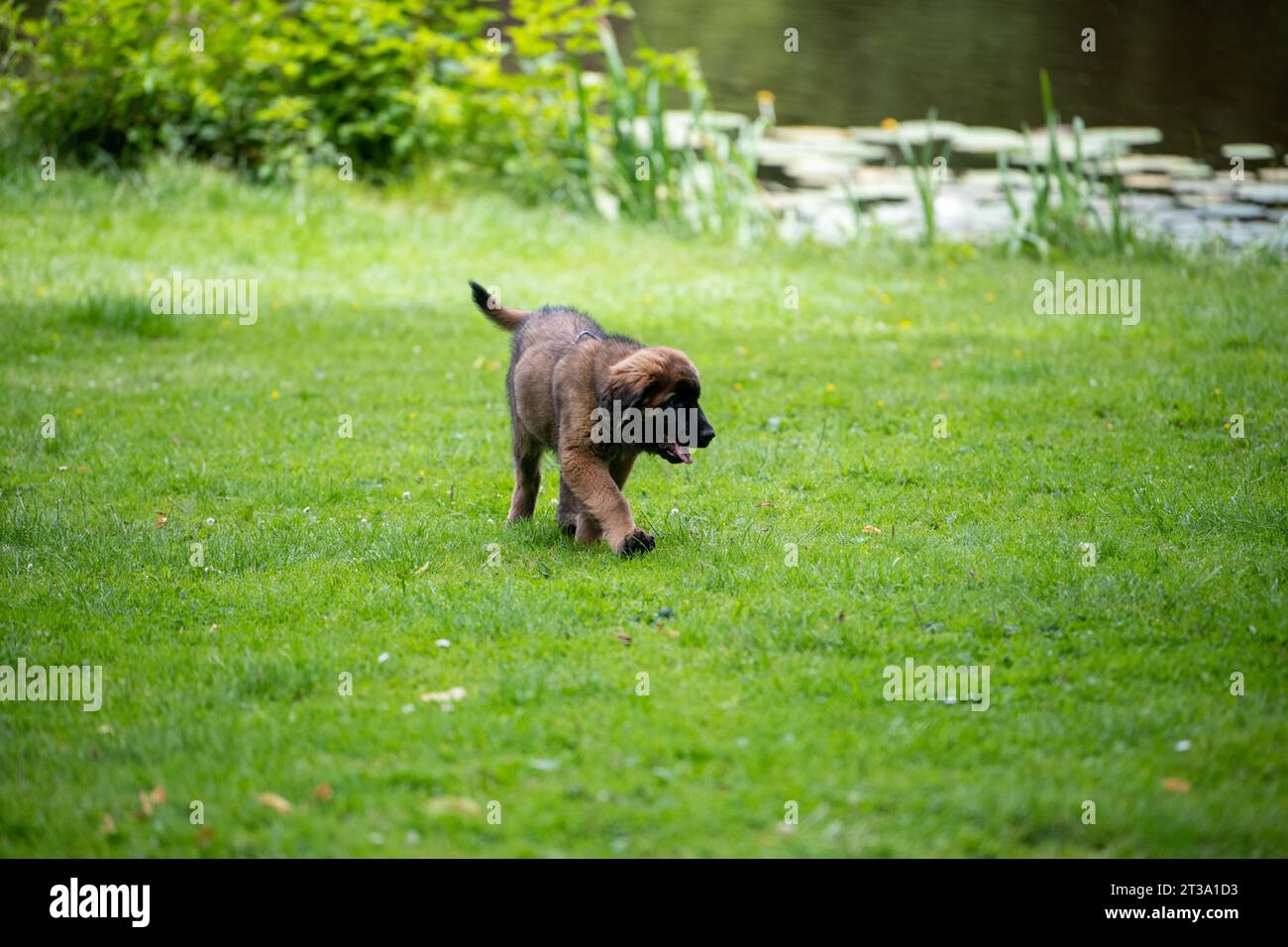 Phoebe, Leonberger Foto Stock