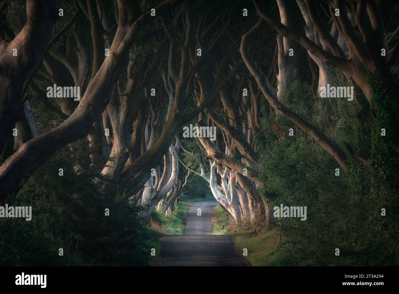 I Dark Hedges sono un viale di faggi piantati nel XVIII secolo dalla famiglia Stuart. Gli alberi sono cresciuti fino a formare un tunnel naturale Foto Stock