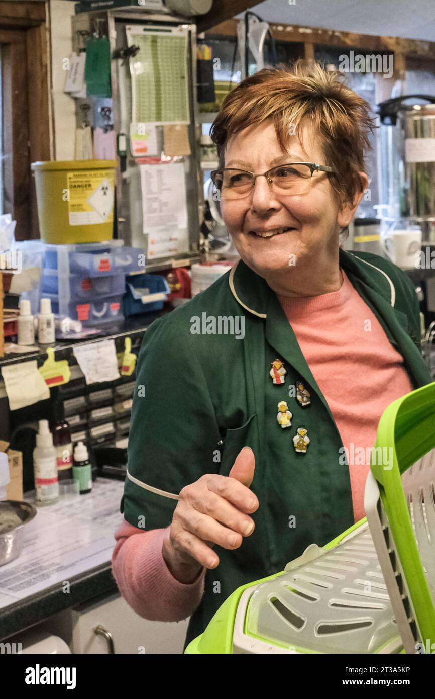 Yate, South Glos, Regno Unito. 24 ottobre 2023. L'autunno è sempre un periodo molto intenso per il centro Hedgehog, ma la fondatrice Yvonne Cox riferisce che questo è il più affollato di sempre con il telefono che squilla continuamente. Nella foto è il fondatore di Hedghog Rescue che ha espresso preoccupazione per le recenti modifiche alle regole sui censimenti di salvataggio dei farmaci che possono dare agli animali. Alcuni farmaci essenziali possono ora essere somministrati solo dai veterinari, mettendo ulteriore pressione su un servizio che normalmente forniscono gratuitamente. Crediti: JMF News/Alamy Live News Foto Stock