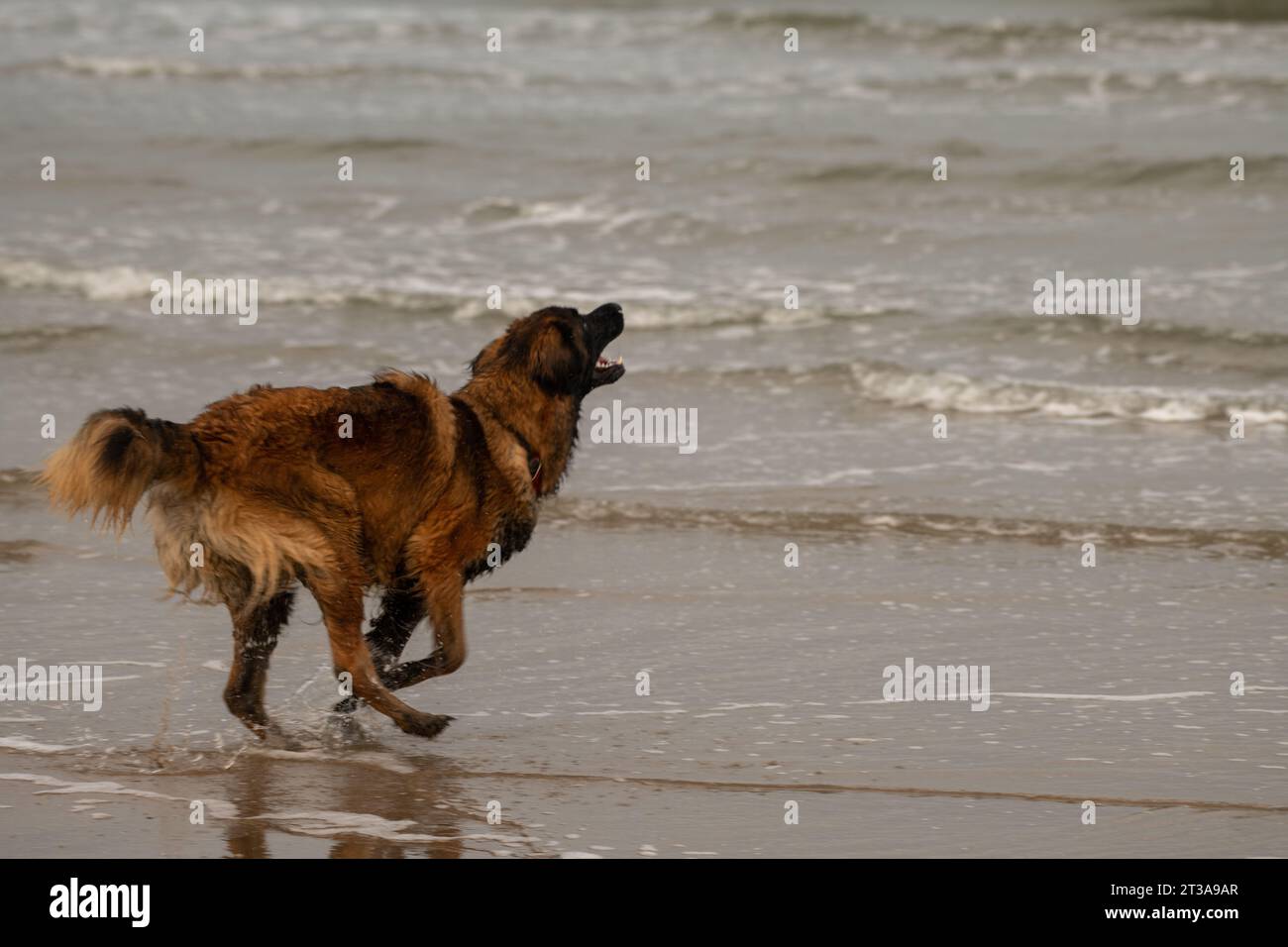 Phoebe, Leonberger Foto Stock
