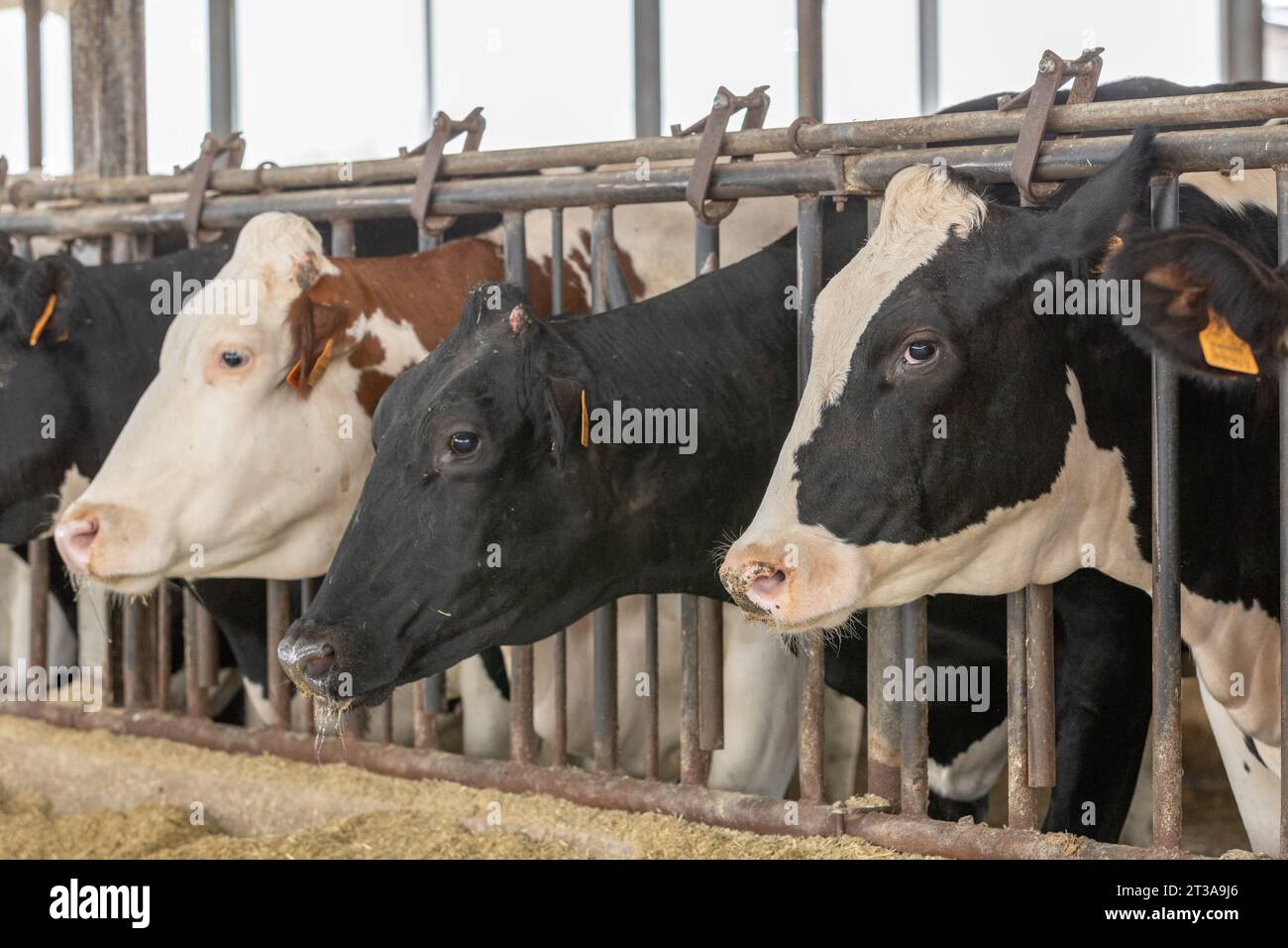 Un'immagine del profilo laterale di una vacca da latte holstein nella cuccetta di alimentazione Foto Stock