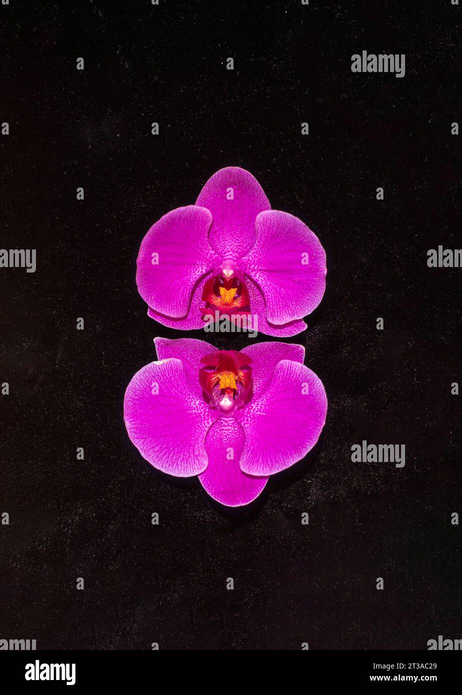 Fiori di orchidea ciclamini su sfondo nero. Composizione minima. Spianatura piatta. Copia spazio Foto Stock
