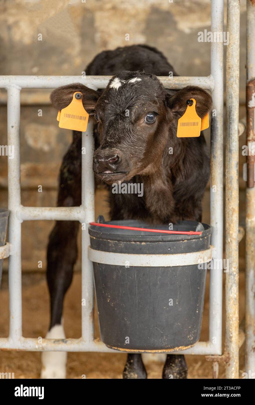 Vitello da latte in un recinto - i vitelli vengono tenuti singolarmente e nutriti da un secchio visibile in primo piano Foto Stock