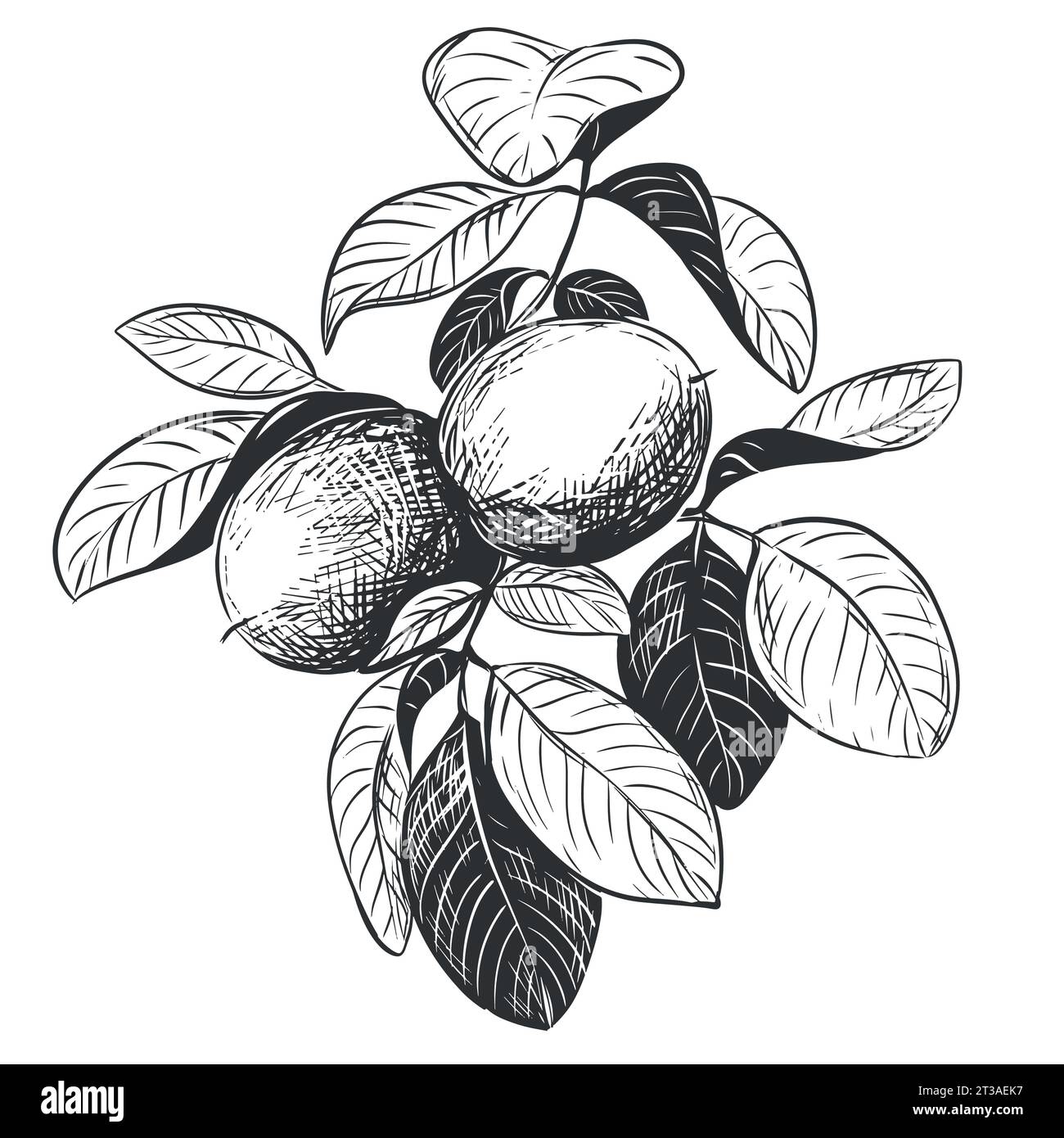 Le noci sono disegnate a mano. Illustrazione vettoriale nella tecnica di incisione. Un ramo con la frutta in una buccia, foglie. Disegno a inchiostro lineare. Ingrediente per l'Ita Illustrazione Vettoriale