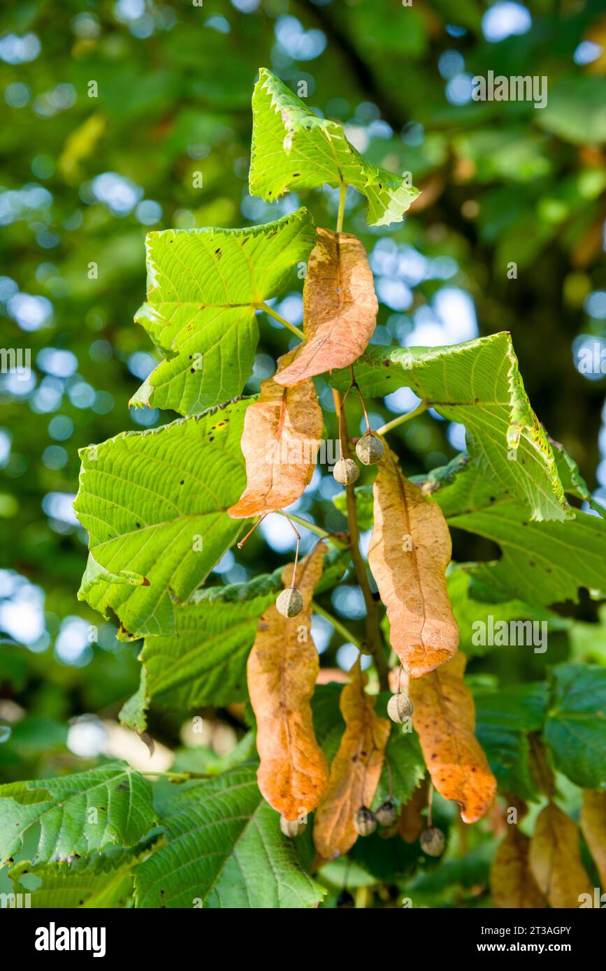 Le foglie e il frutto di un comune albero di calce (Tilia x europaea), noto anche come calce europea e linden comune, in autunno nel Somerset settentrionale, in Inghilterra. Foto Stock