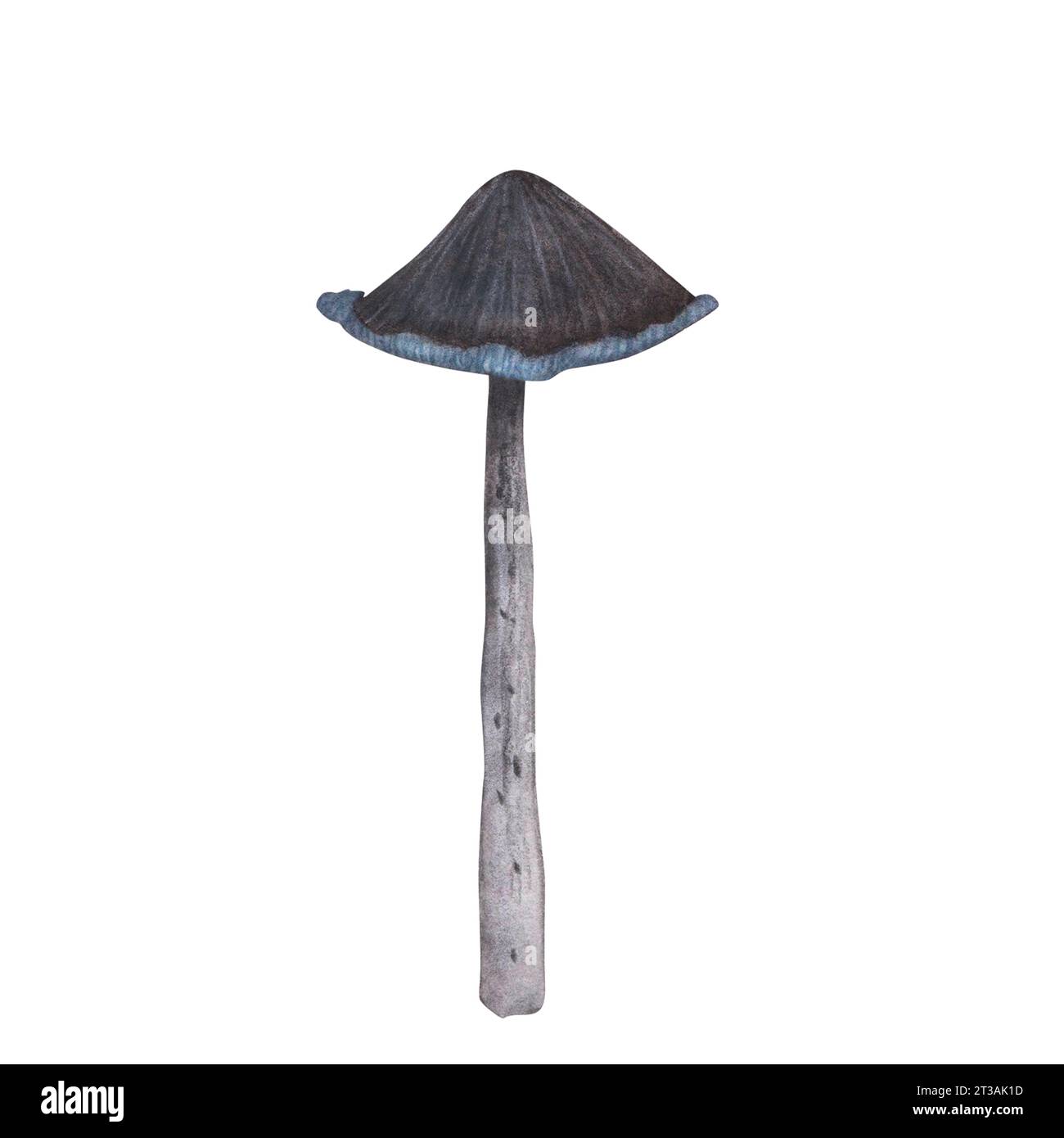 toadstool fly agarico con trama magica isolato su sfondo bianco. Acquerello disegno a mano di funghi amanita iillustrazione. Art design Witch Foto Stock