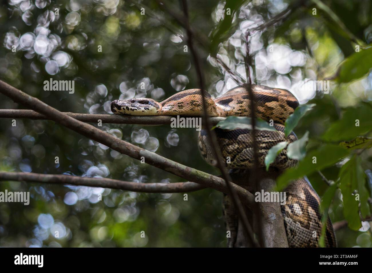 Un grande Boa (Acrantophis madagascariensis) del Madagascar si arricciò in un albero Foto Stock