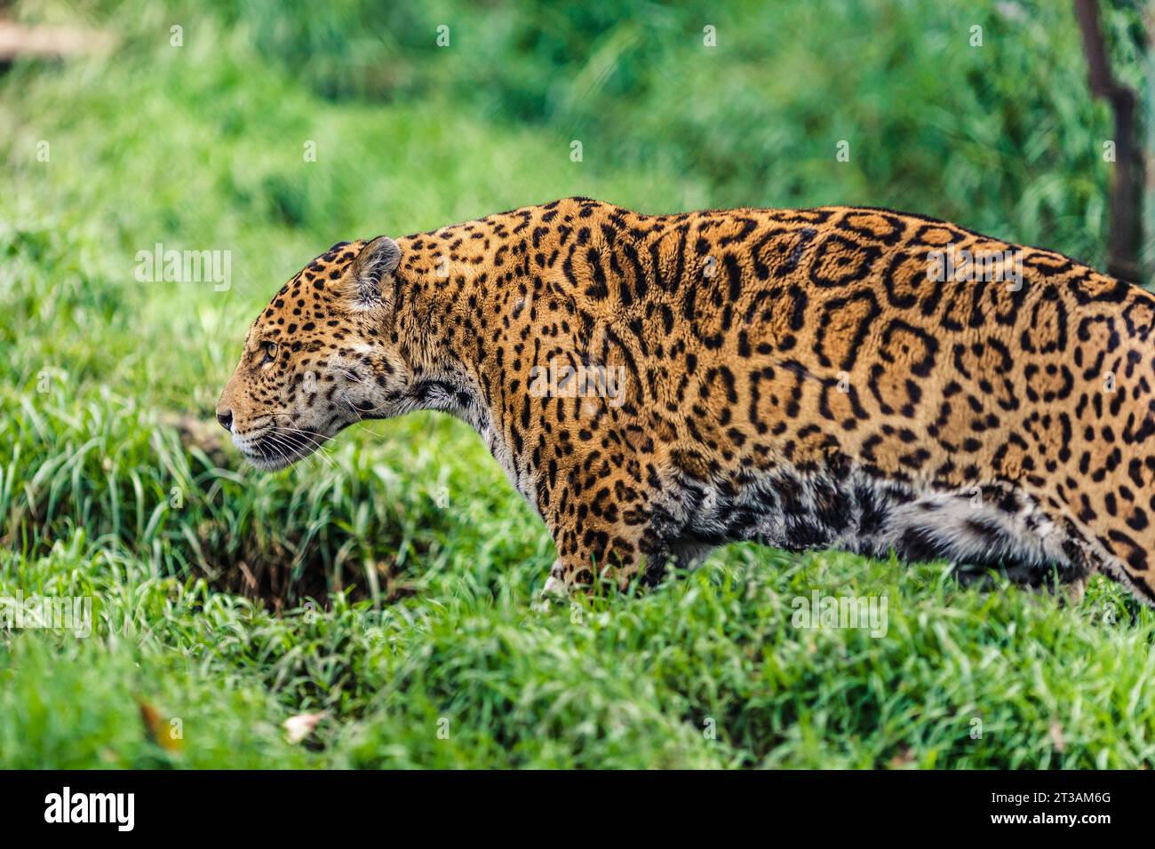 Jaguar, nota anche come Otorongo, è il felino più grande d'America. Foto Stock