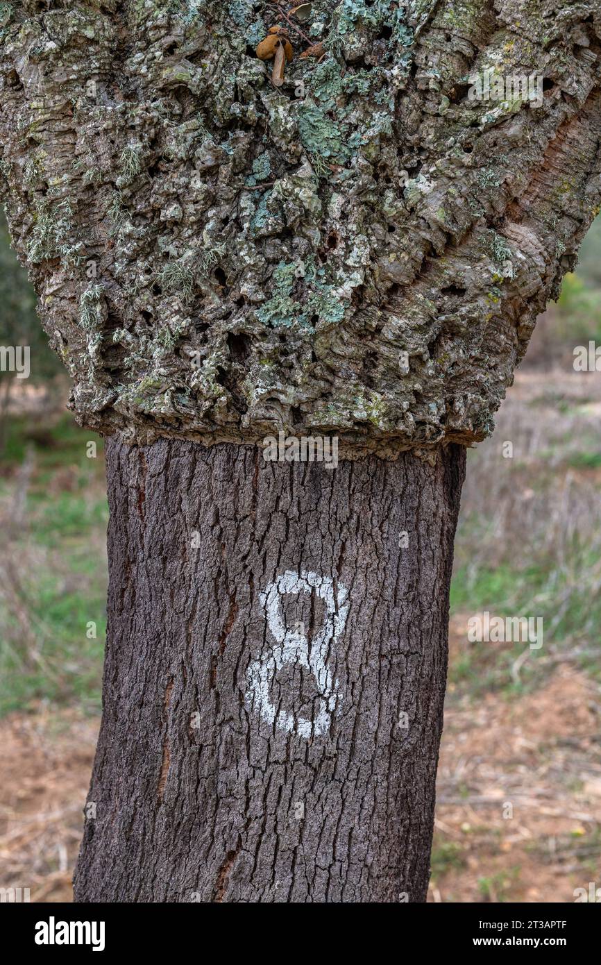 corteccia sbucciata di quercia da sughero Foto Stock