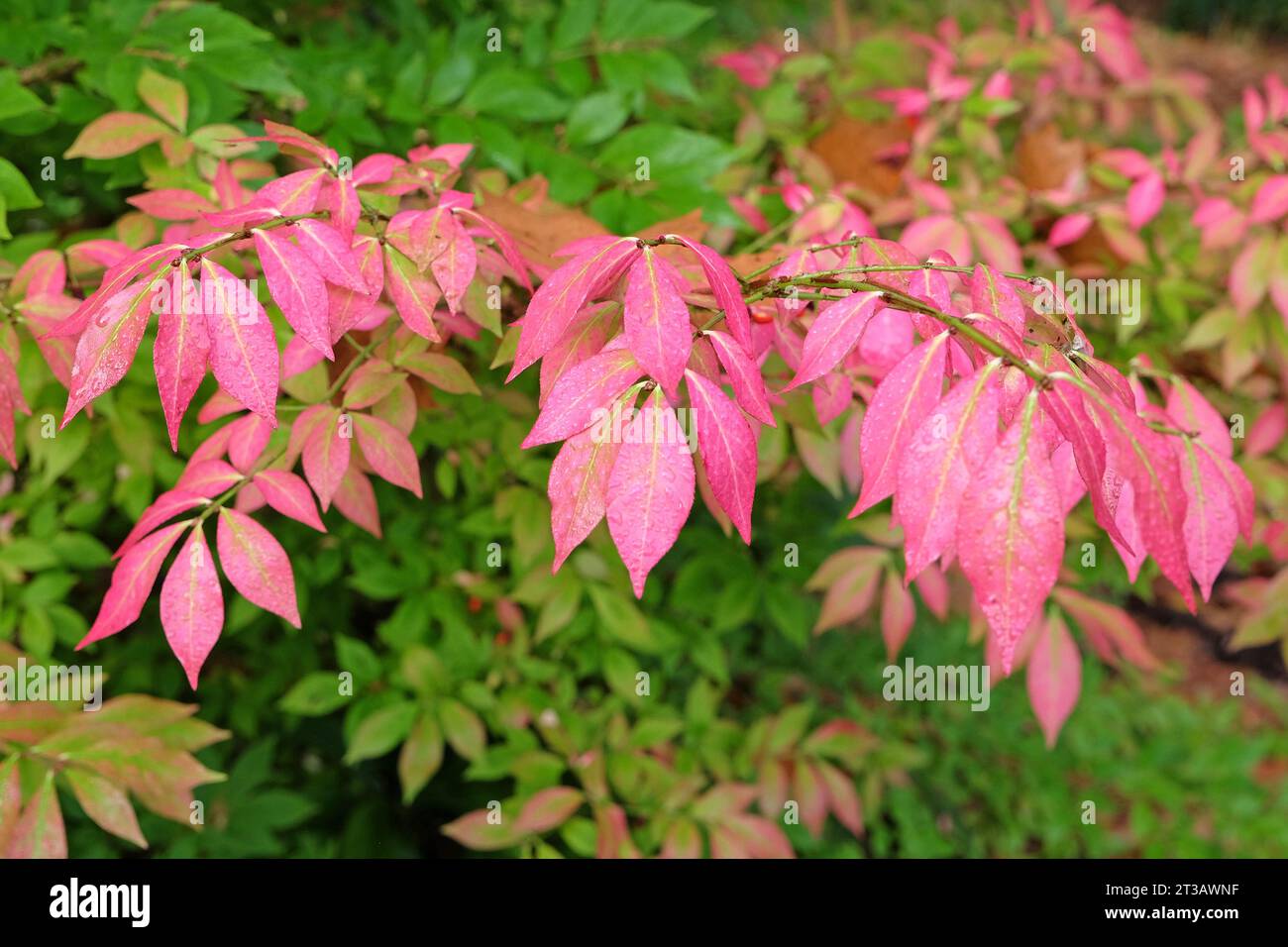 Foglie rosa del mandrino Euonymus Alatus, noto anche come cespuglio ardente, o mandrino alato, durante l'autunno. Foto Stock