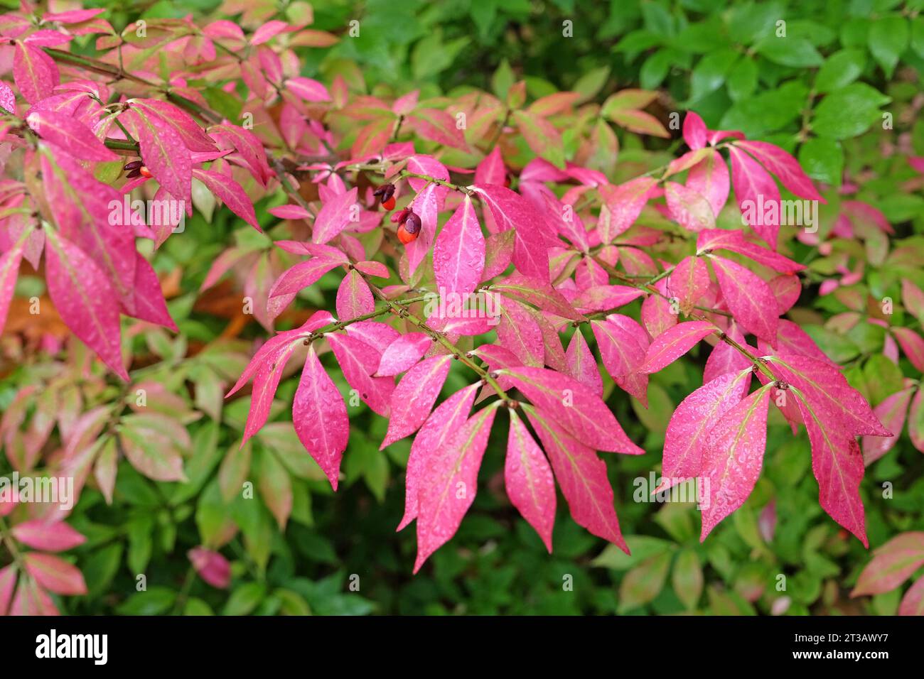 Foglie rosa del mandrino Euonymus Alatus, noto anche come cespuglio ardente, o mandrino alato, durante l'autunno. Foto Stock
