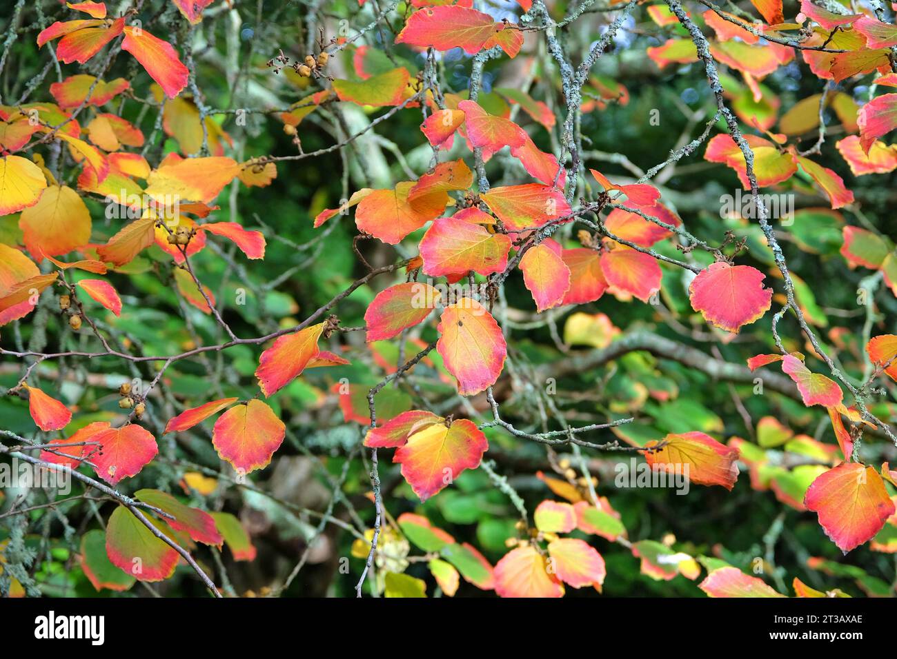 Le foglie rosse, arancioni e verdi dell'hamamelis Ôruby glowÕ, note anche come nocciolo di strega, durante l'autunno. Foto Stock