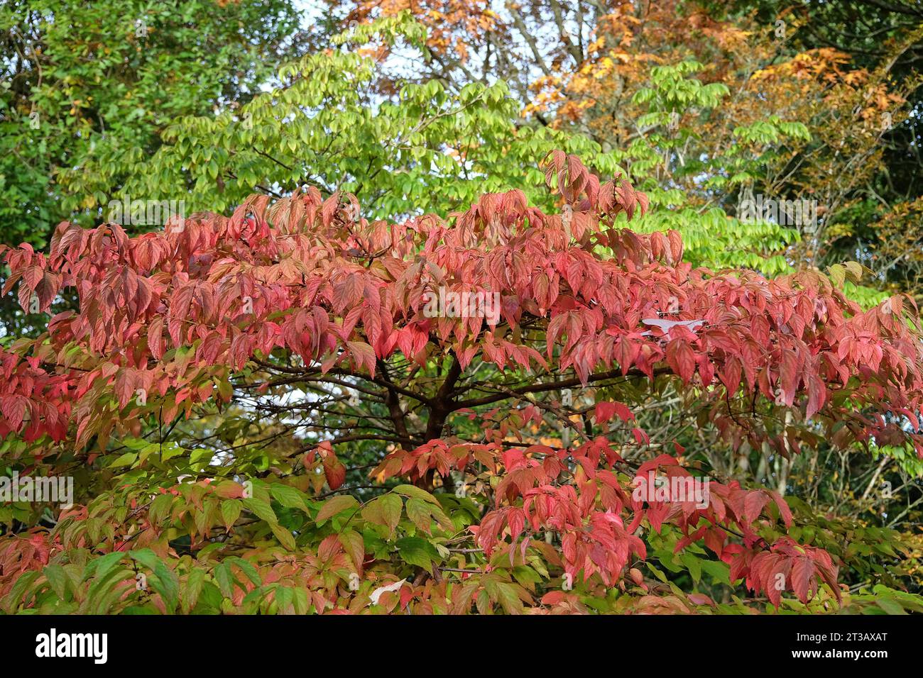 Le foglie rosse del Viburnum plicatum, cespuglio di palle di neve giapponese durante l'autunno Foto Stock