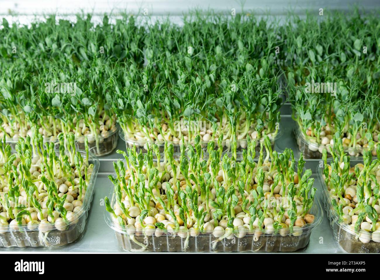 Germogli succosi e giovani di micro green nella serra. Coltivare semi. Mangiare sano Foto Stock