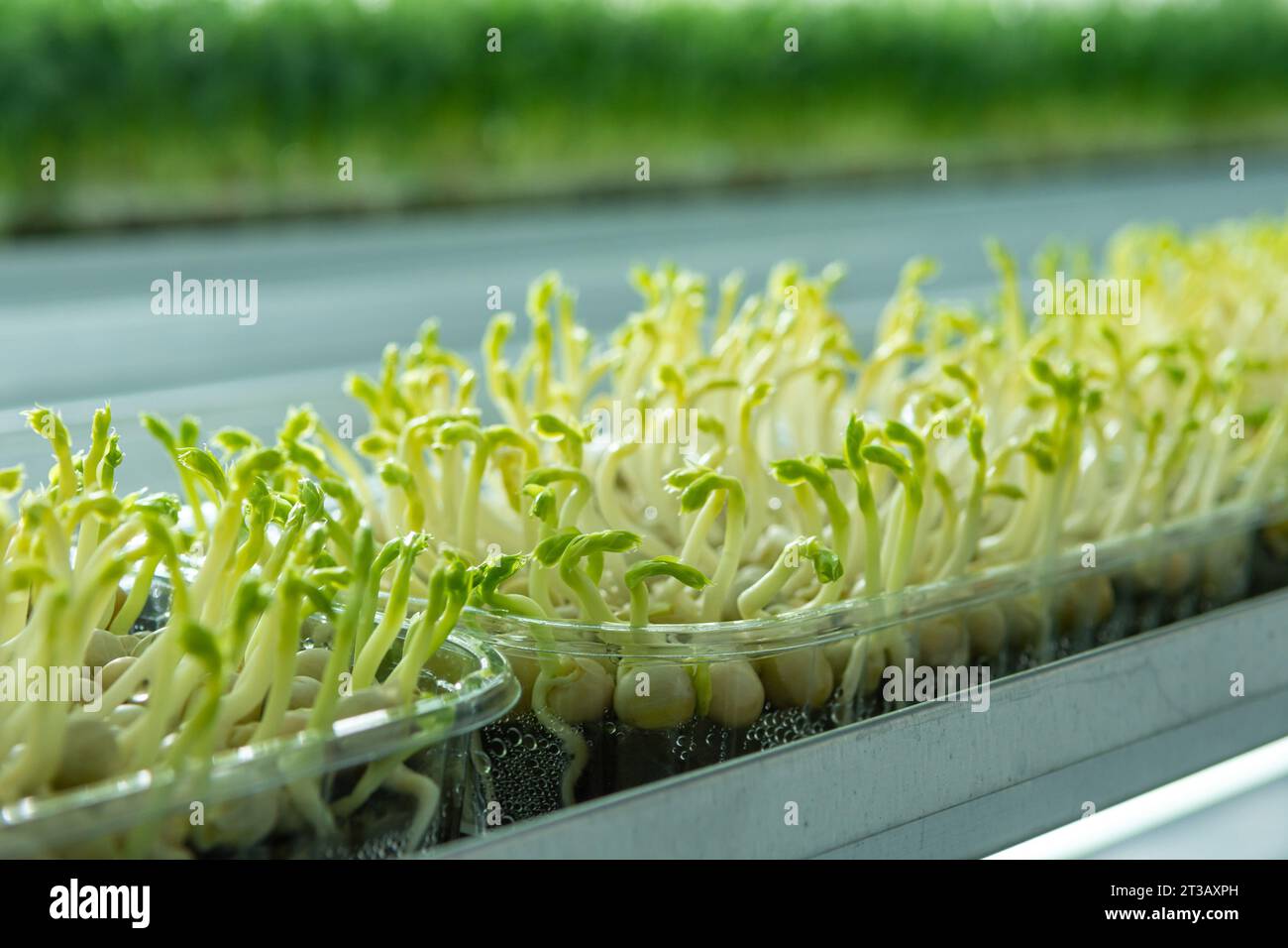 Germogli succosi e giovani di micro green nella serra. Coltivare semi. Mangiare sano Foto Stock
