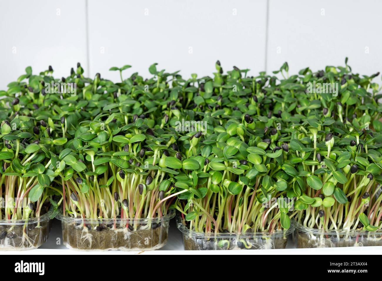 Germogli succosi e giovani di micro green nella serra. Coltivare semi. Mangiare sano Foto Stock