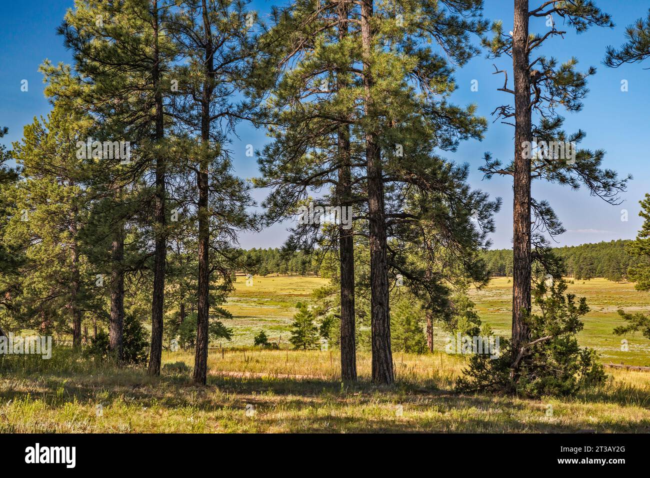 Guardando a sud da McGaffey Campground, Zuni Mountains, Cibola National Forest, vicino alla comunità di McGaffey, New Mexico, USA Foto Stock