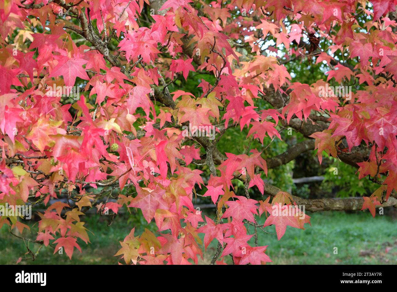 Le foglie rosse e arancioni del Liquidambar styraciflua 'Lane RobertsÕ, noto anche come Sweetgum, ambra liquida, o ambra americana, durante l'autunno. Foto Stock