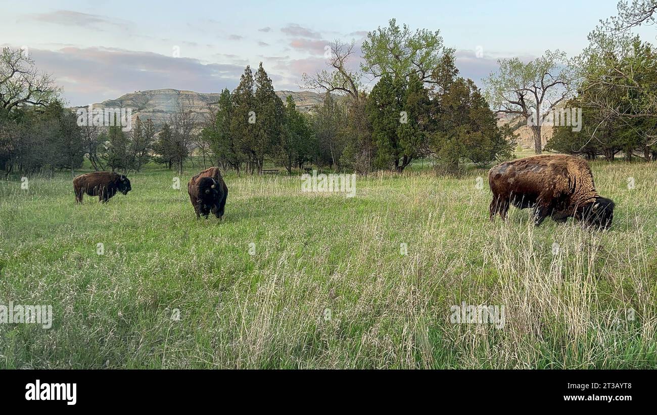 Bisonte nel North Unit Campground nel Theodore Roosevelt National Park nel North Dakota USA. Foto Stock