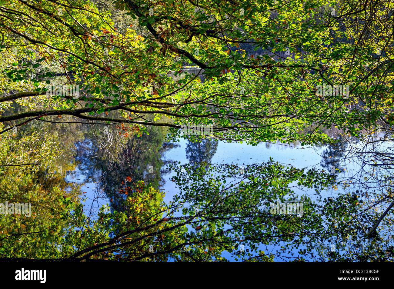 Ramo d'albero con foglie di colore autunnale riflesse nell'acqua di un lake.in 2023 Foto Stock