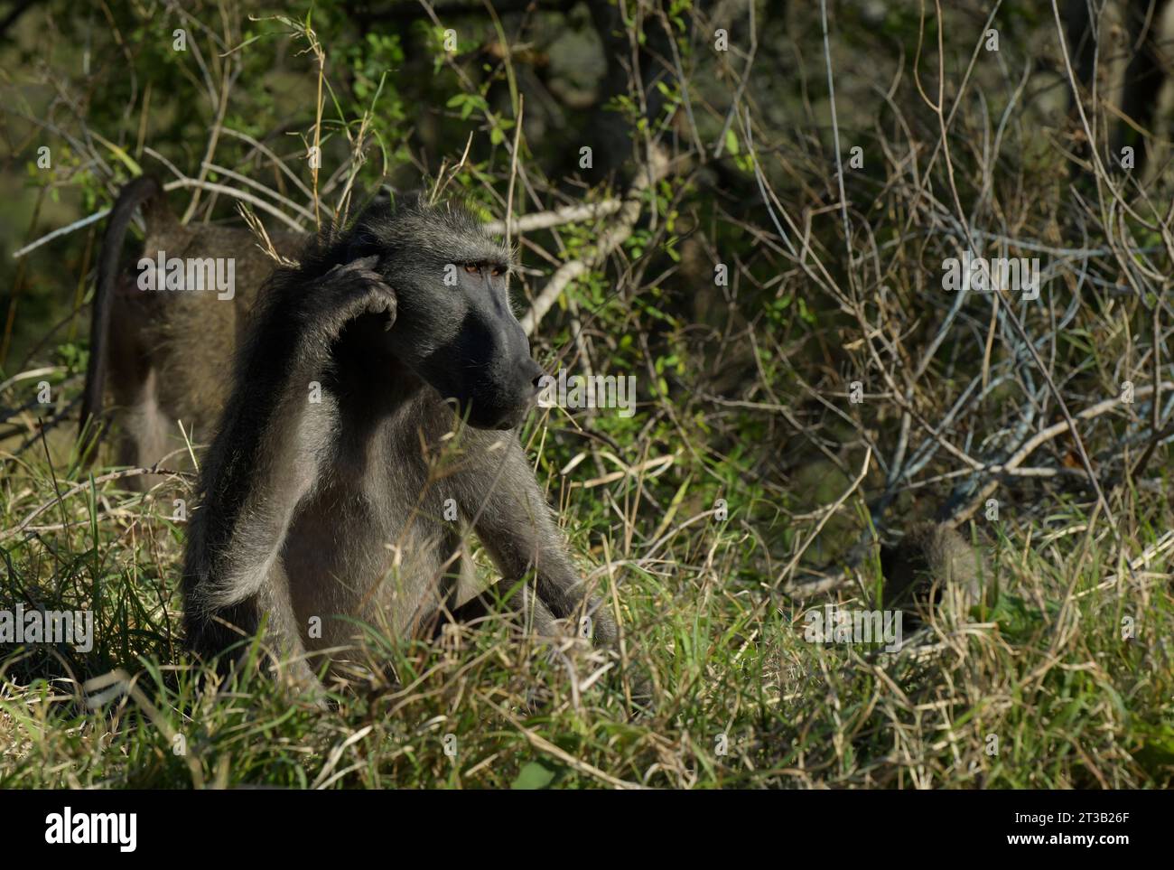 Bellissimo babbuino Chacma per adulti, Papio ursinus, orecchie graffianti, animali espressivi seduti in erba, riserva di caccia Hluhluwe, Sudafrica, mondo naturale Foto Stock