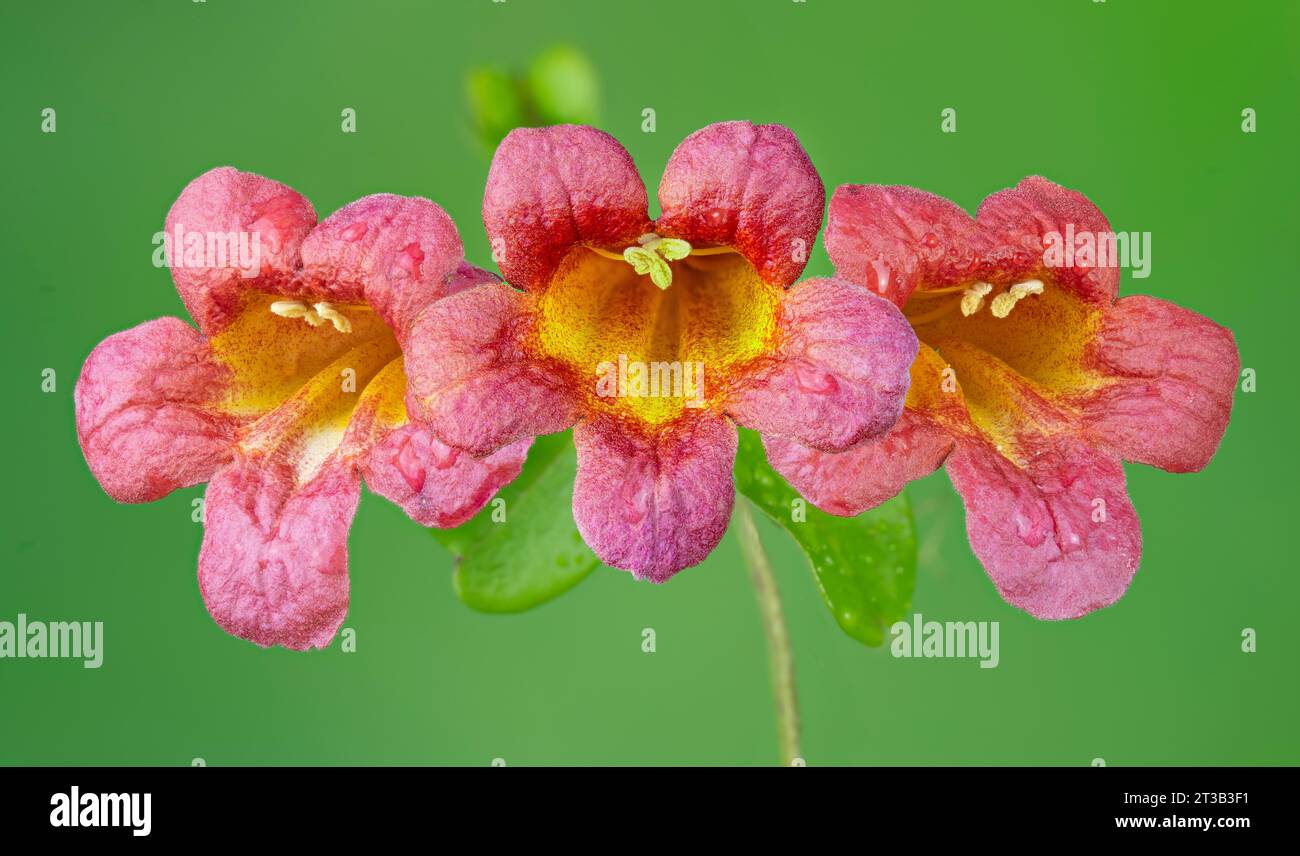 Fiori di vite a croce (Bignonia capreolata) Foto Stock