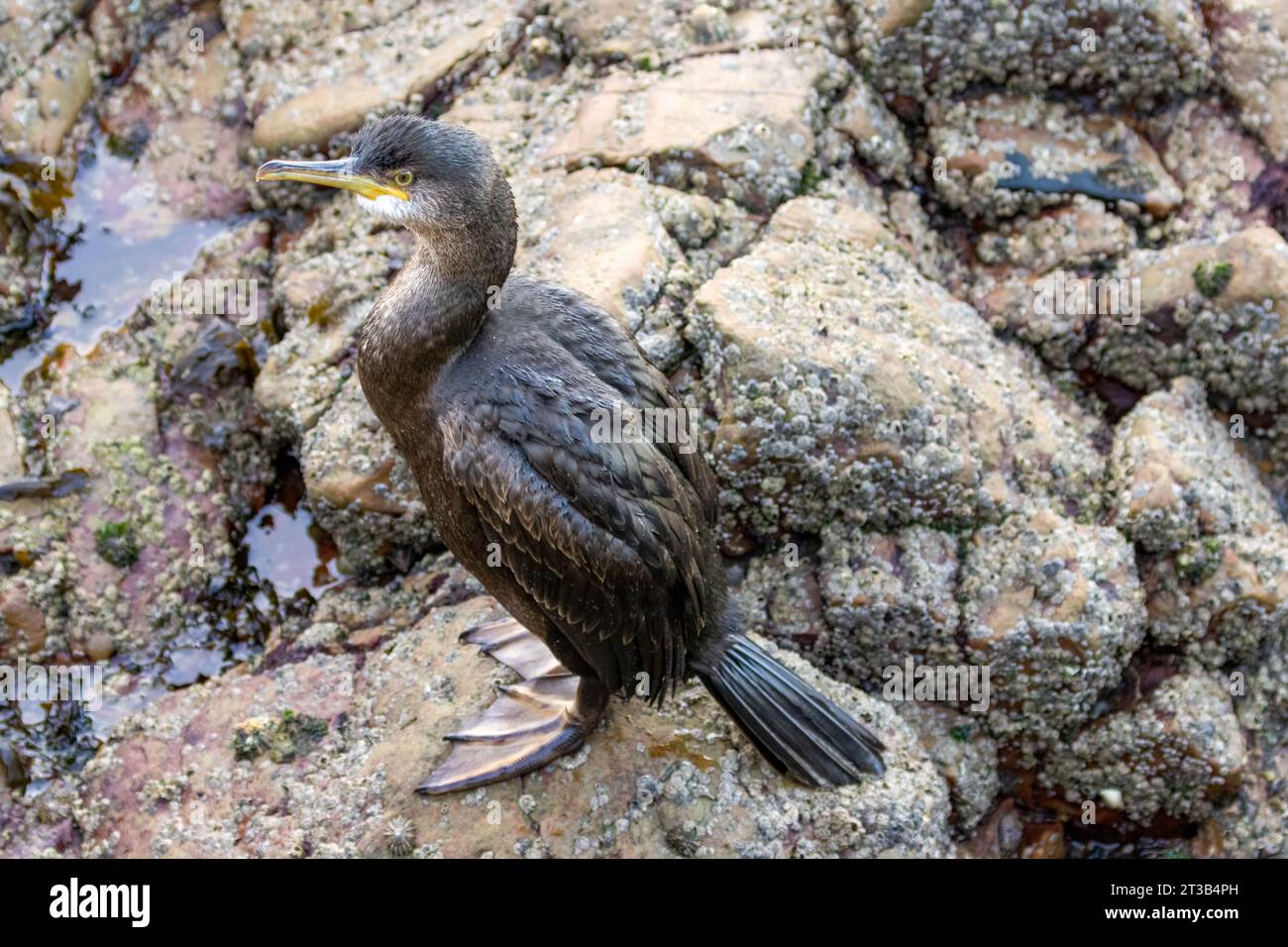 Uccello da immersione Shag che riposa sulle rocce in un porto con la bassa marea Foto Stock