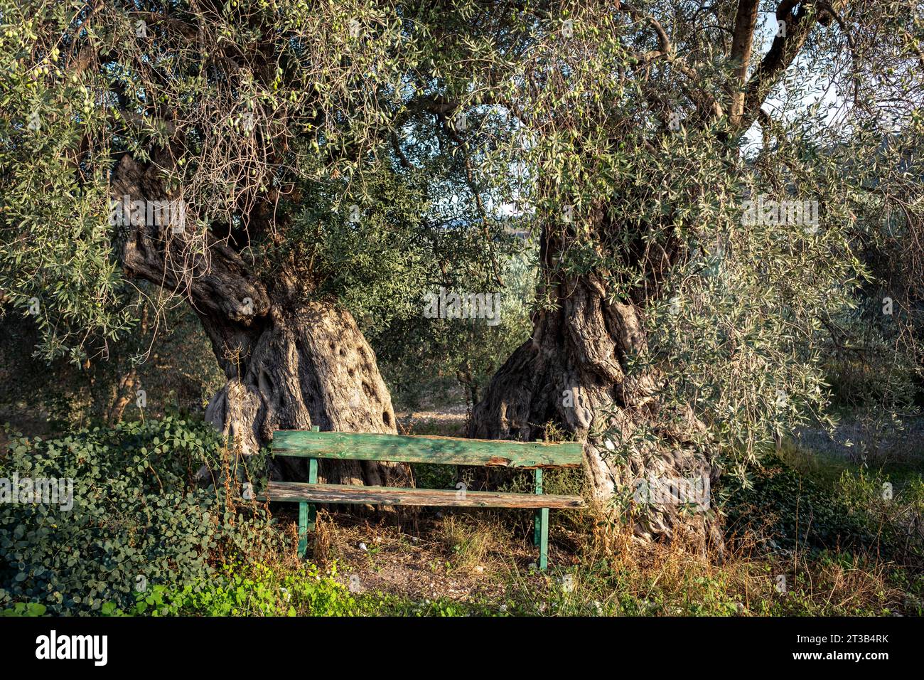 Antico olivo (Olea Europe) e panca rustica in legno, distretto di Paphos, Cipro. Foto Stock