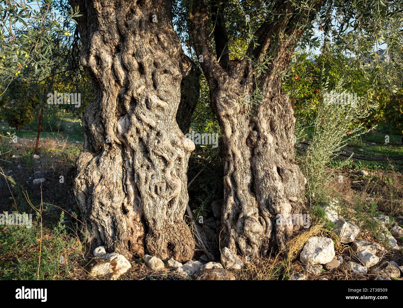Antico olivo (Olea Europe) che si è diviso in due, distretto di Paphos, Cipro. Foto Stock