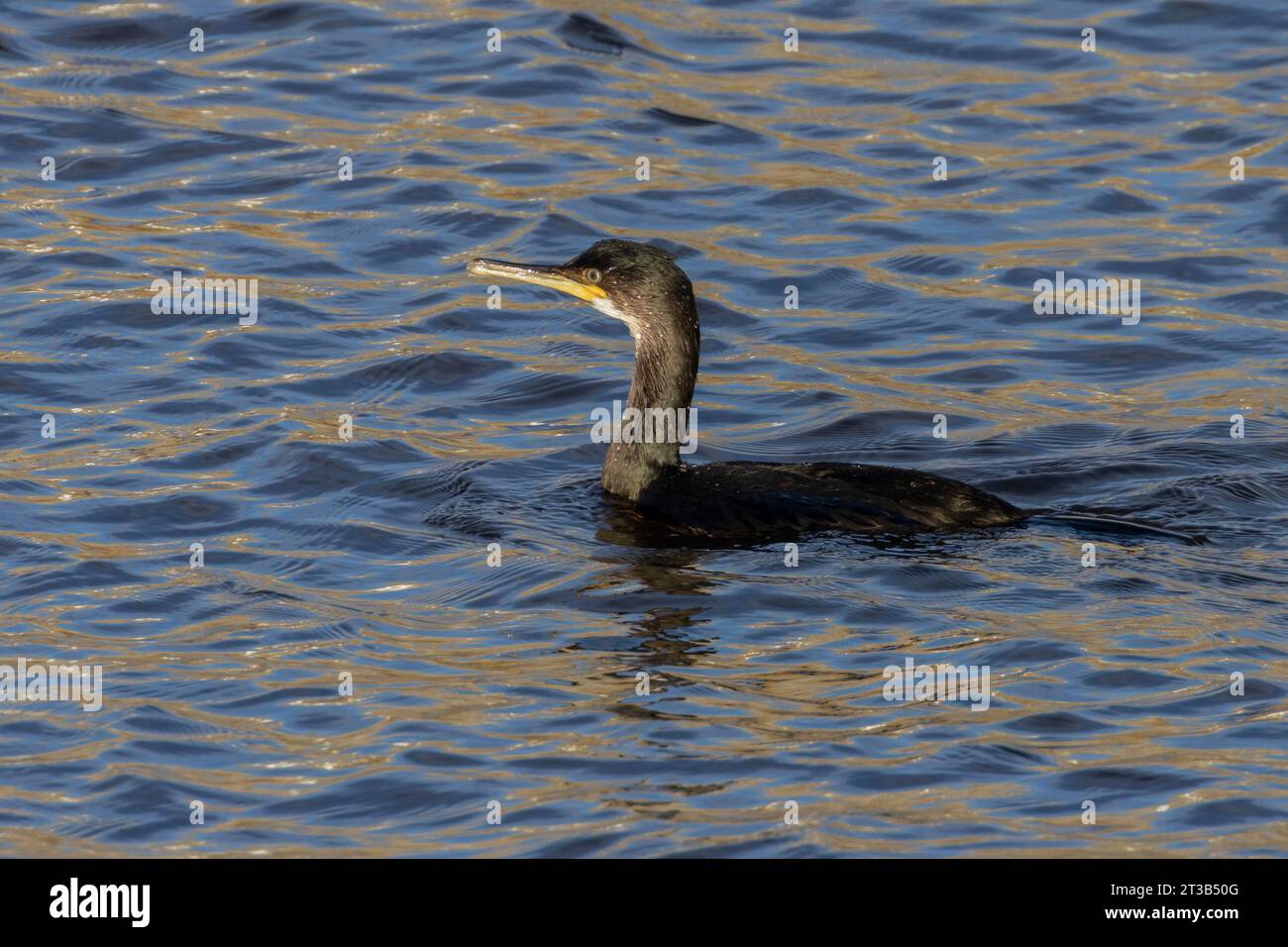 Uccello marino Shag che nuota nel mare blu Foto Stock