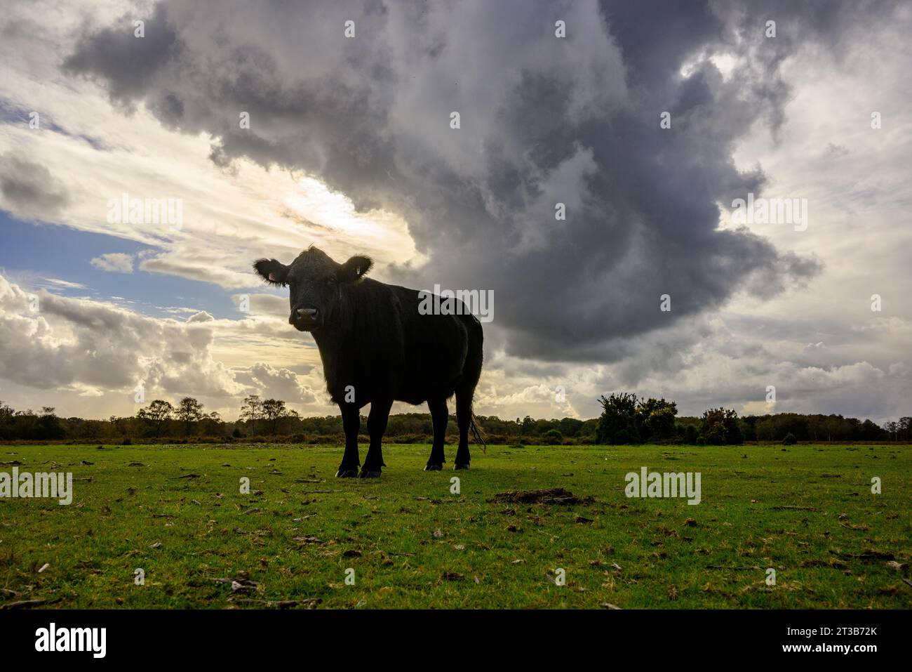 Telegraph Hill, New Forest, Hampshire, Inghilterra, Regno Unito, 24 ottobre 2023: meteo. In una calda e soleggiata giornata autunnale, una nuvola nera passa sopra una mucca nera. Crediti: Paul Biggins/Alamy Live News Foto Stock