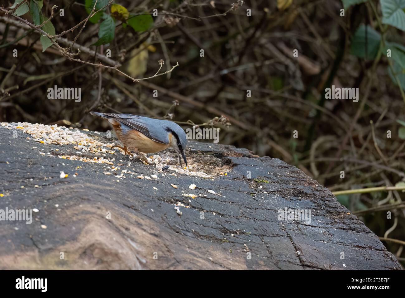 Nuthatch eurasiatico che mangia semi di legna durante l'inverno. Foto Stock