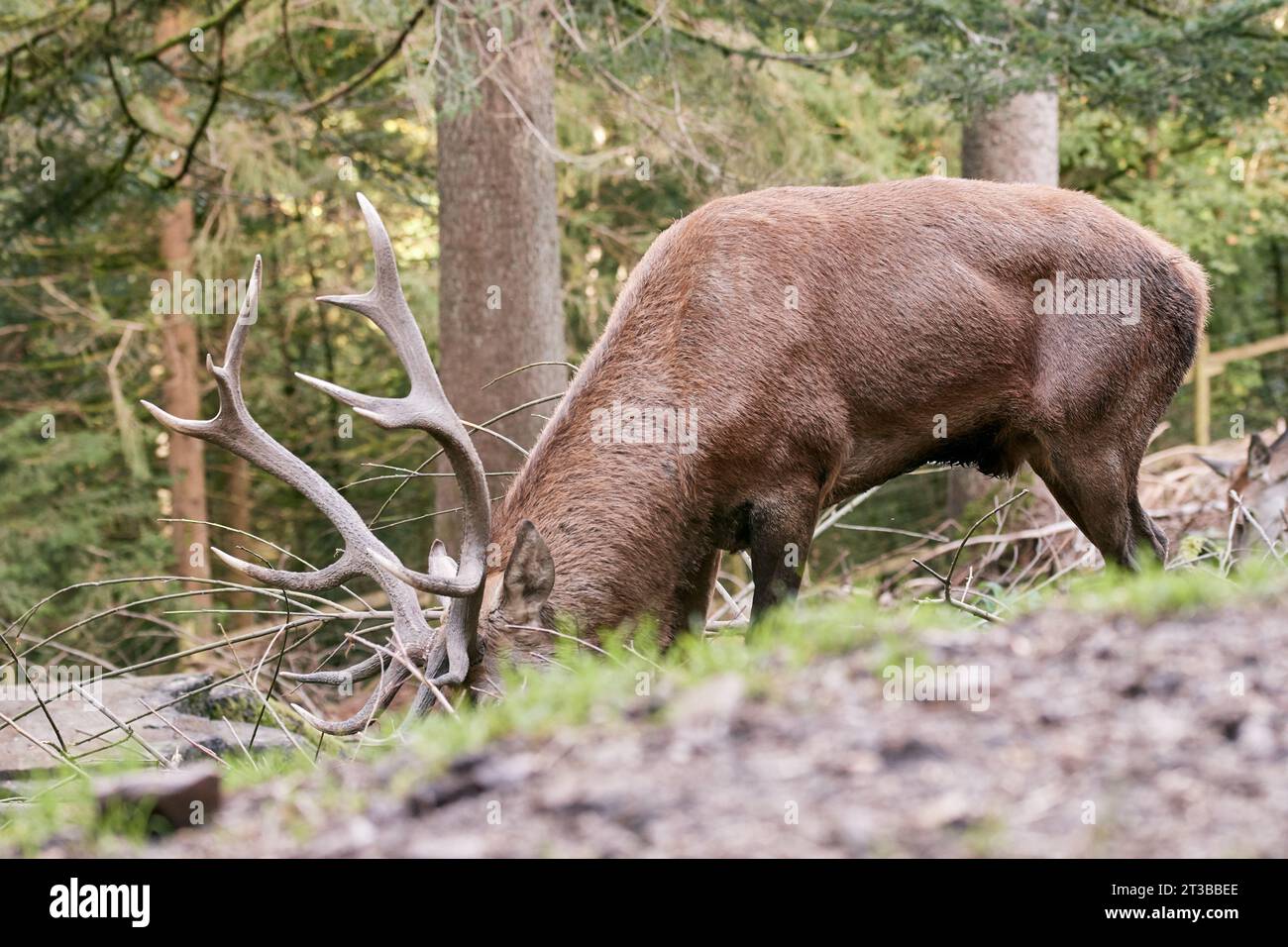 Cervi rossi maschi (Cervus elaphus) che pascolano ai margini della foresta, Foresta Nera, Germania Foto Stock