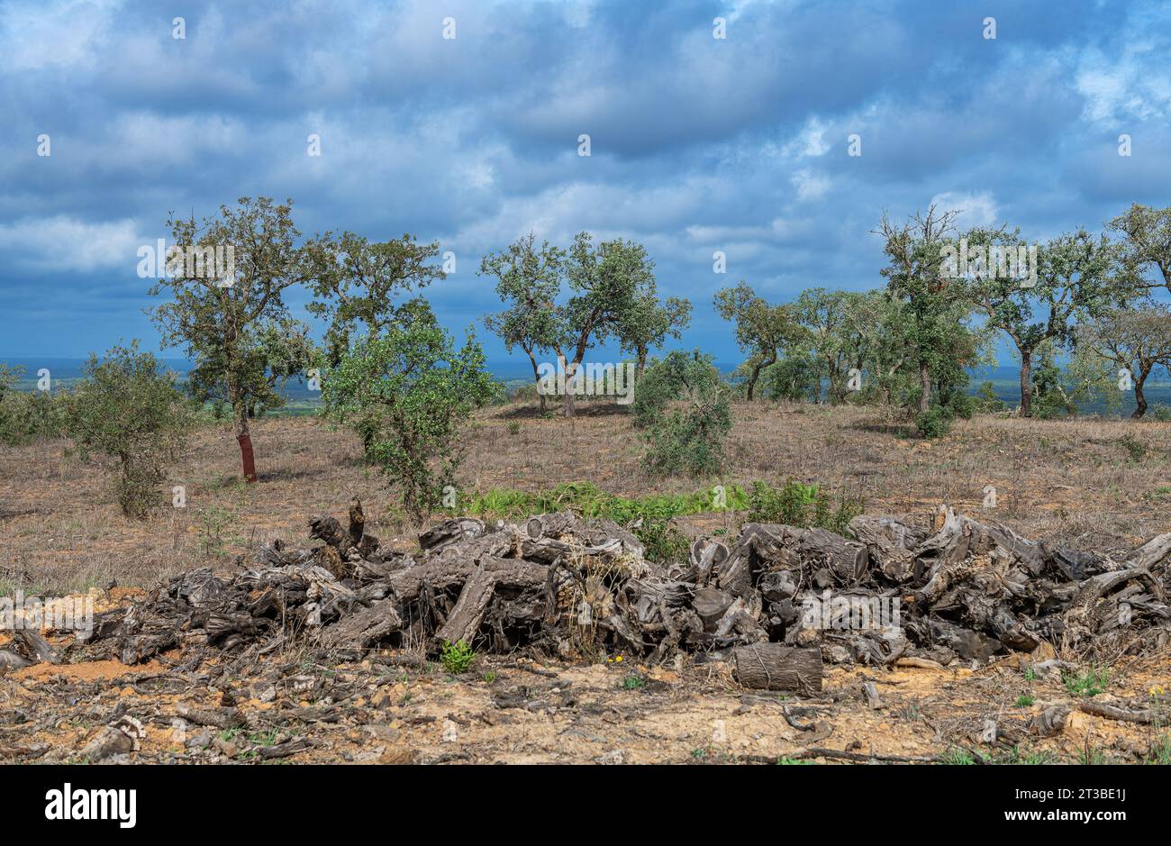 Paesaggio tradizionale dell'Alentejo con alberi da sughero, Portogallo Foto Stock