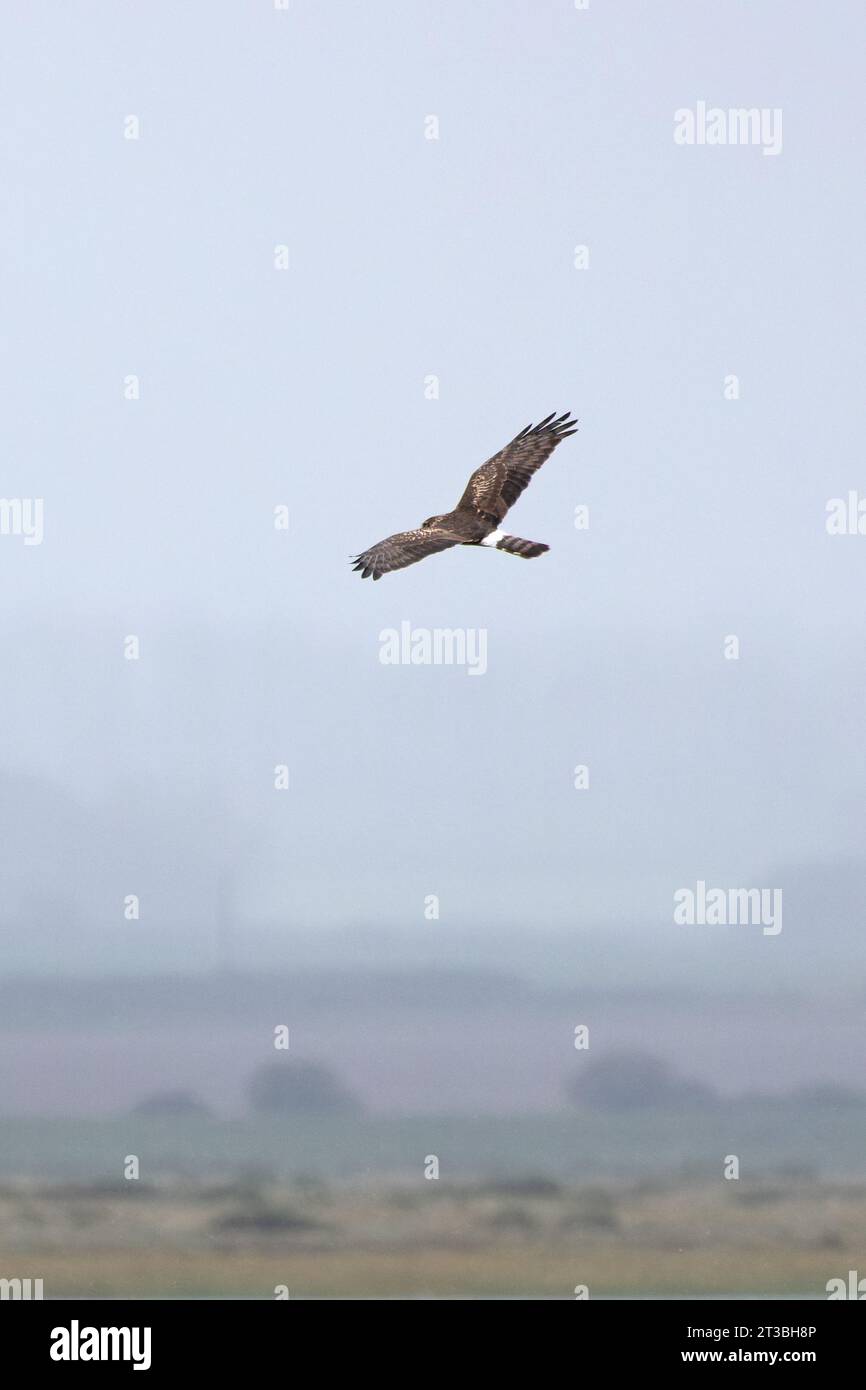 Hen Harrier (Circus cyaneus) caccia giovanile Norfolk ottobre 2023 Foto Stock