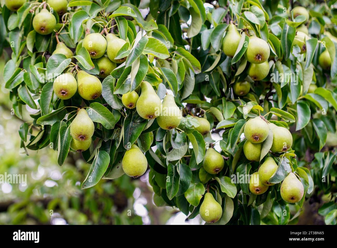Rami di un grande albero di pera con molti frutti verdi fermi, abbondante resa fruttata, pera piena di pere verdi Foto Stock