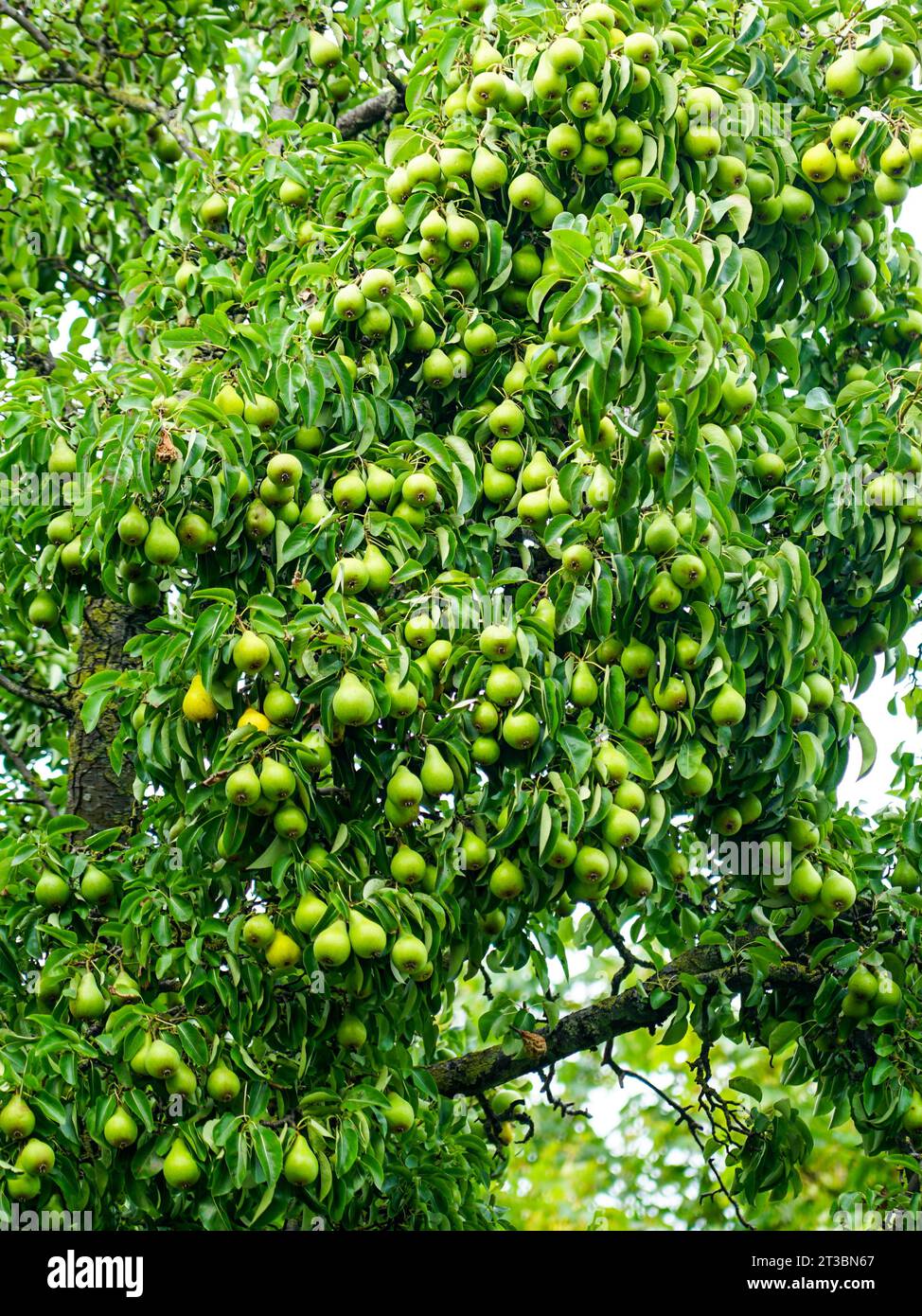 Rami di un grande albero di pera con molti frutti verdi fermi, abbondante resa fruttata, pera piena di pere verdi Foto Stock