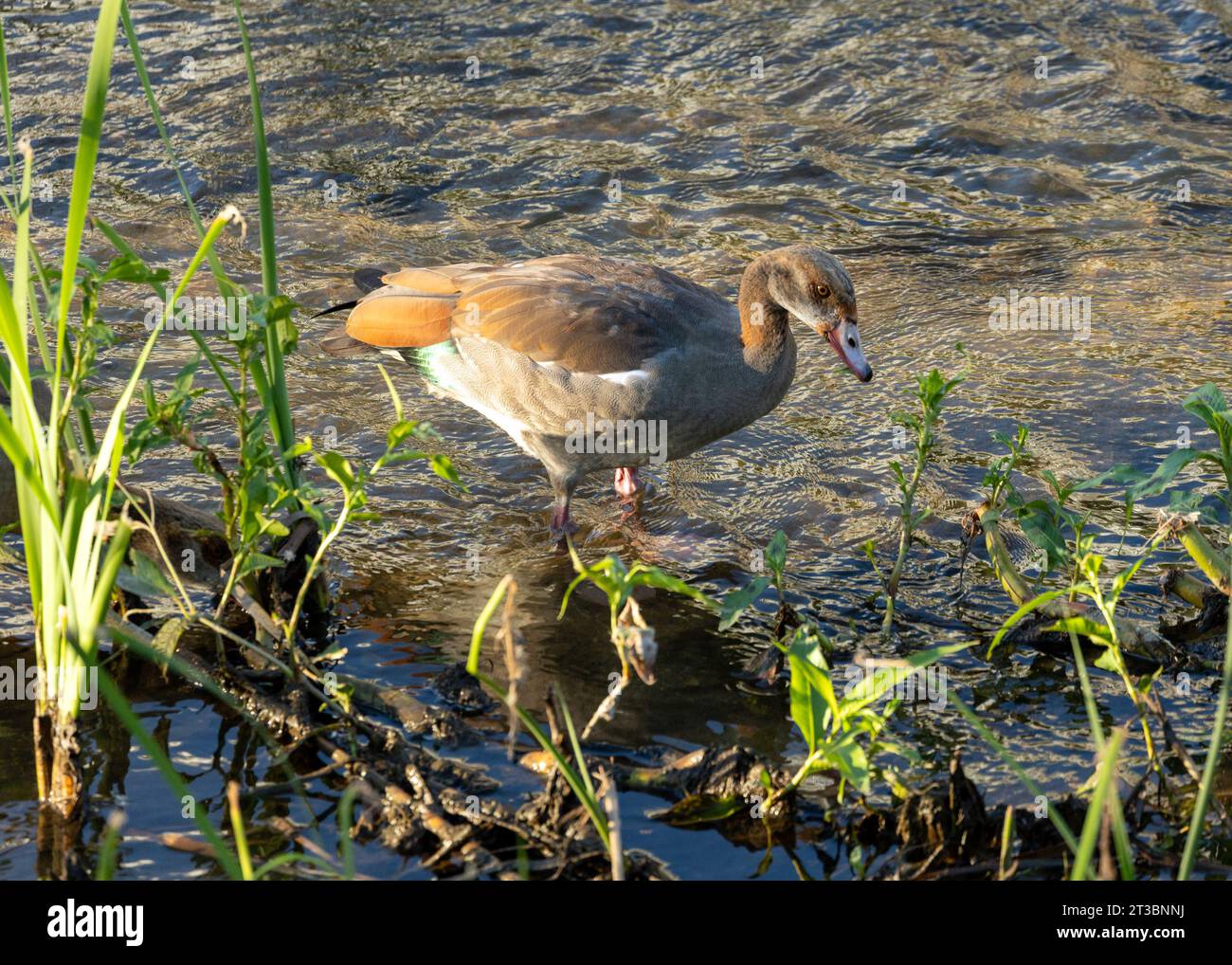 Grande e suggestivo uccello d'acqua con piumaggio marrone, sottoscocca bianca e un'area per l'occhio nero. Noto per le sue chiamate rumorose e la sua natura gregaria. Foto Stock Grande e suggestivo uccello d'acqua con piumaggio marrone, sottoscocca bianca e un'area per l'occhio nero. Noto per le sue chiamate rumorose e la sua natura gregaria. Foto Stock